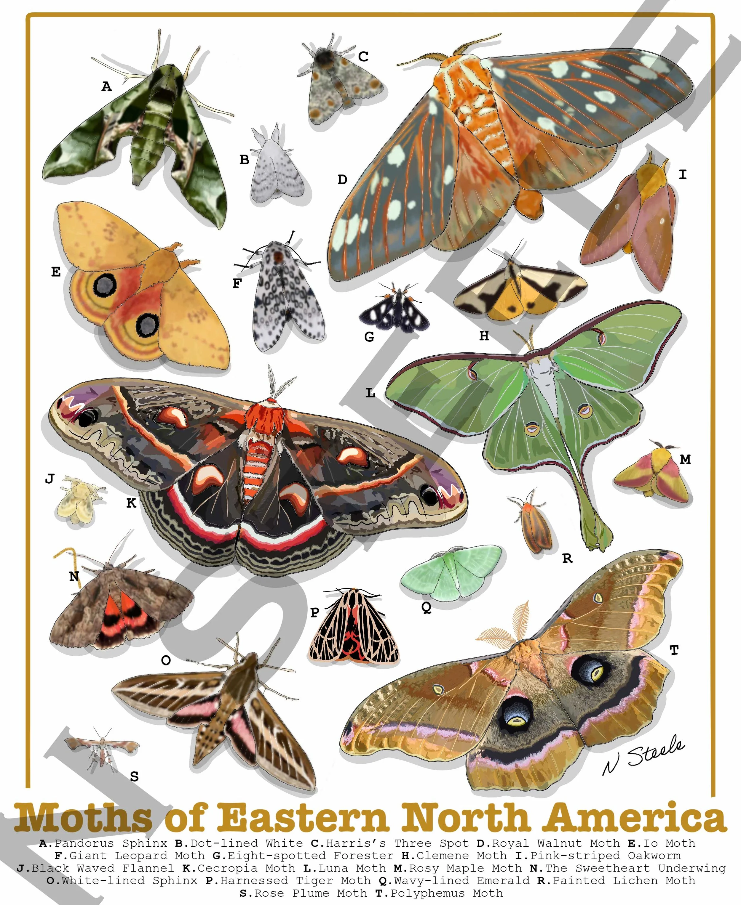 Moths of Eastern North America