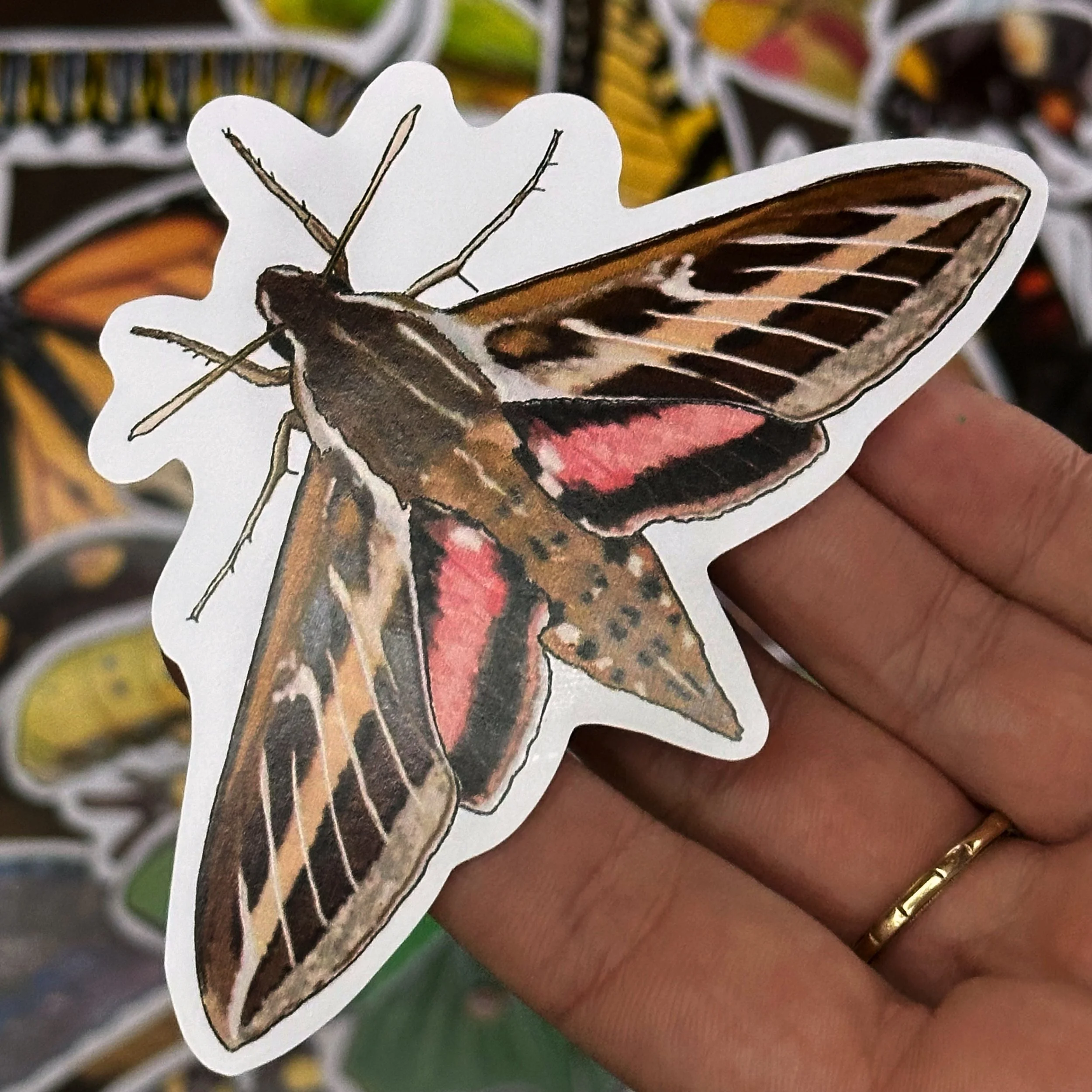 White lined sphinx moth sticker held above a pile of other stickers