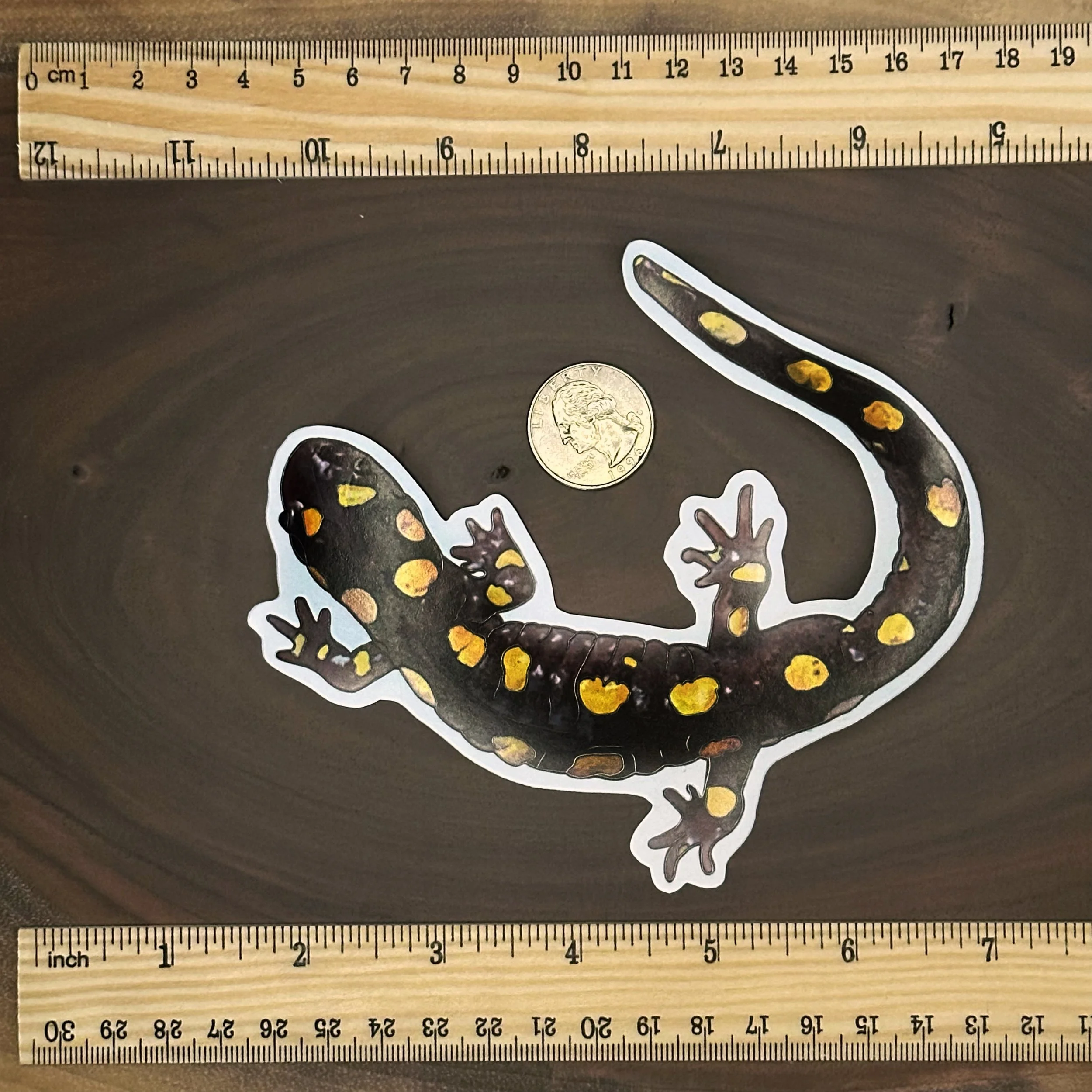 Spotted salamander sticker with a quarter for scale. The head of the salamander sticker is about the same size as a quarter