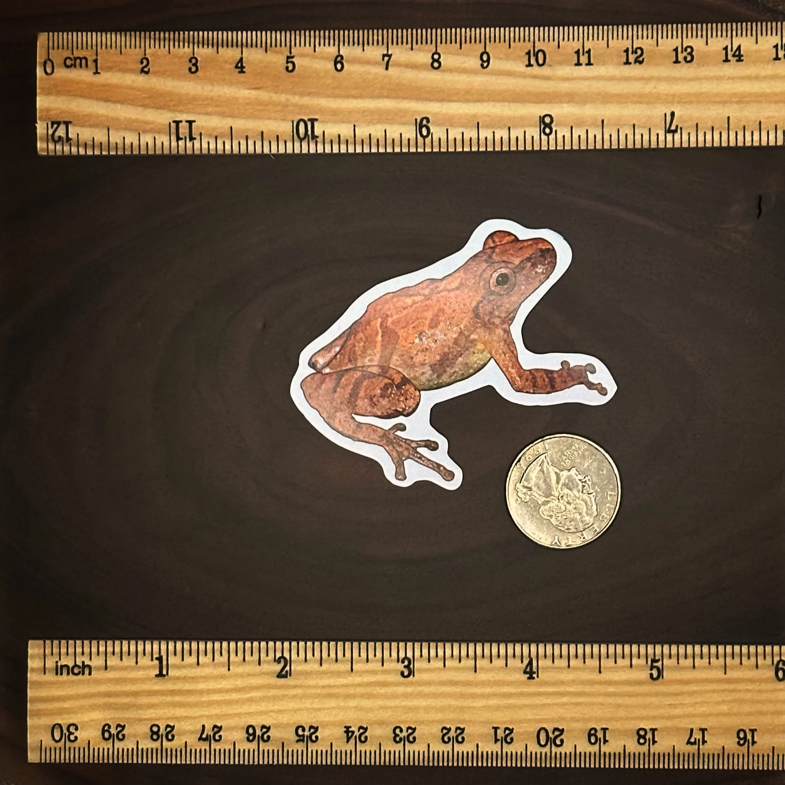 Spring peeper sticker belly is about the same size as a quarter