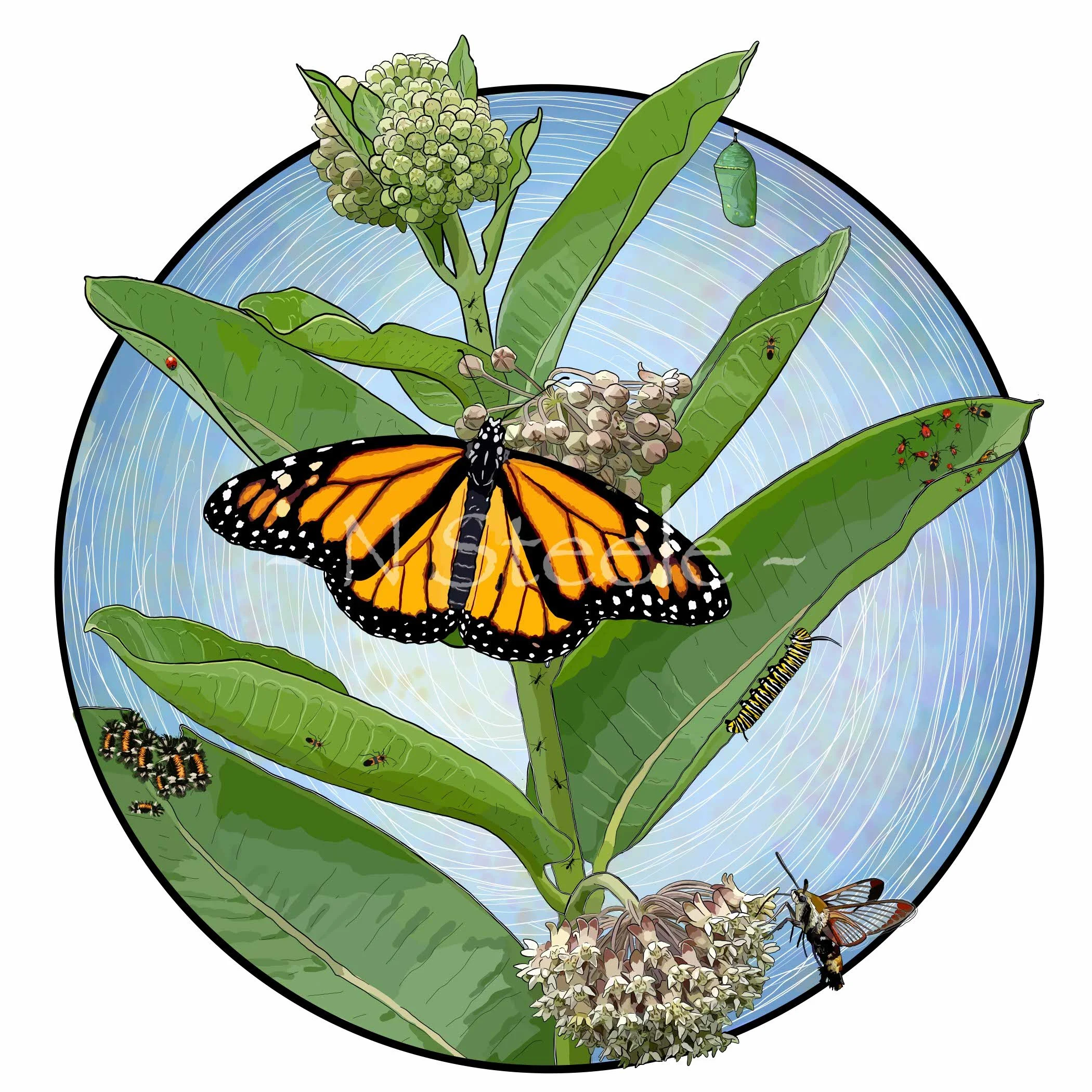 Monarch and Milkweed