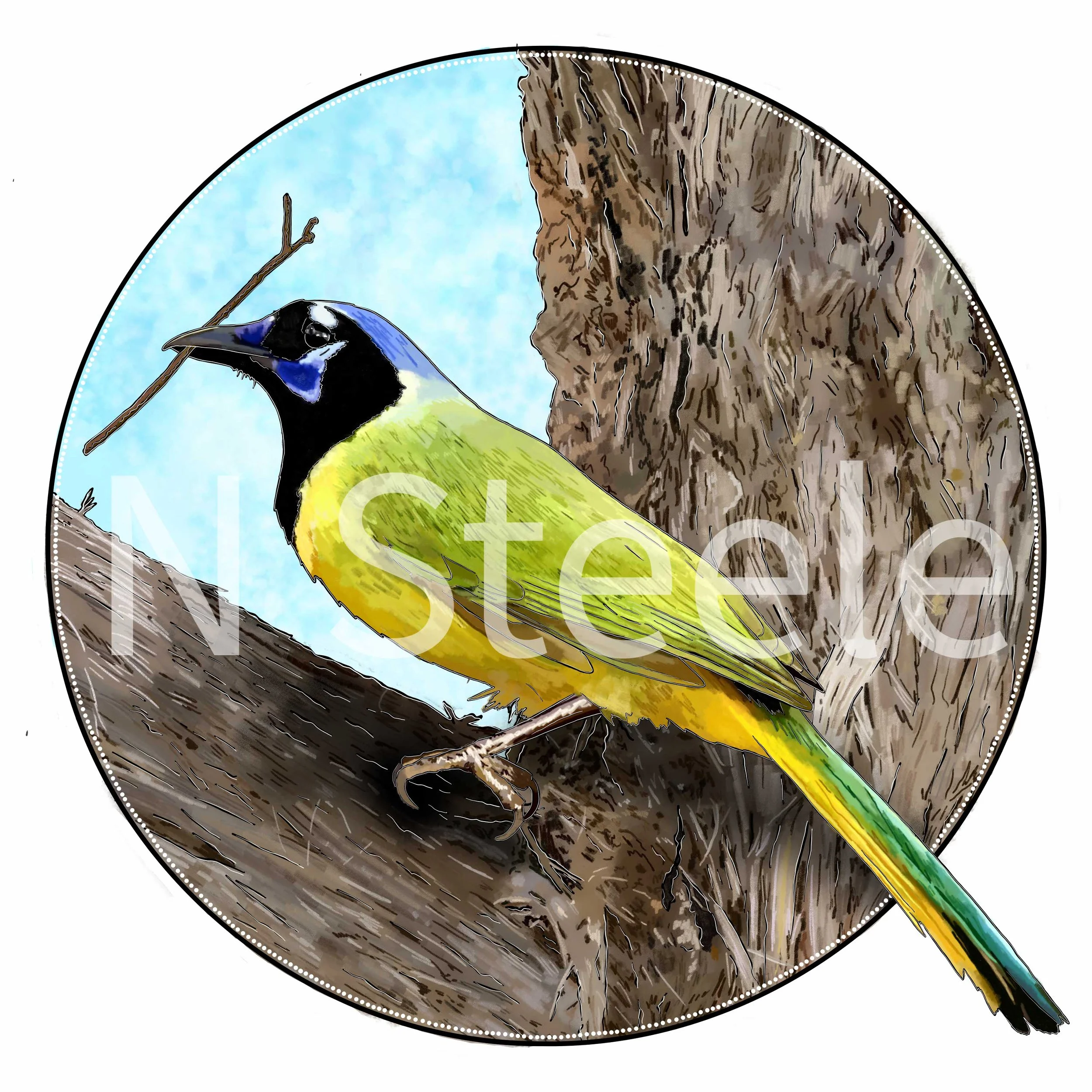 Green Jay