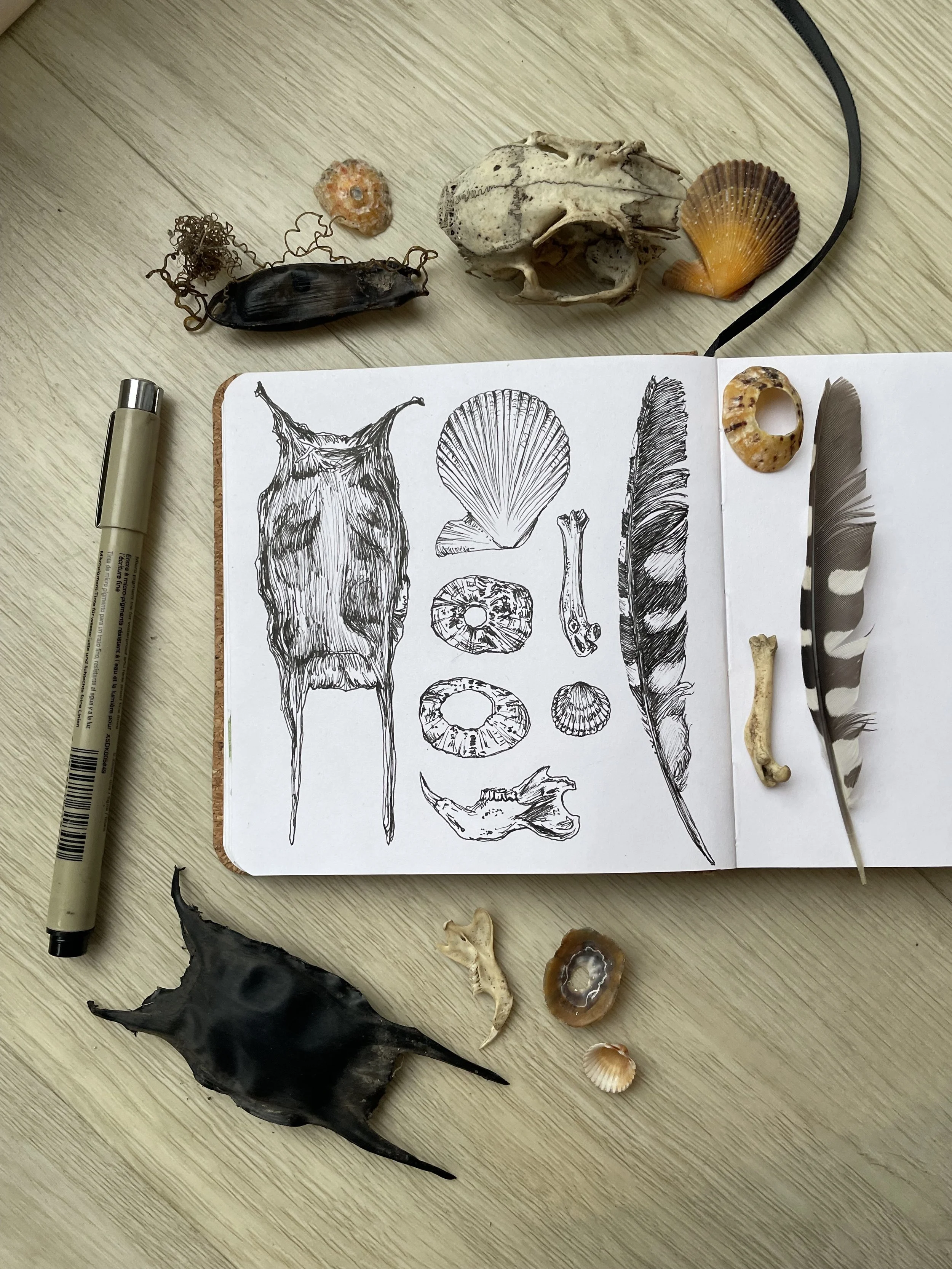 Beach finds sketchbook page