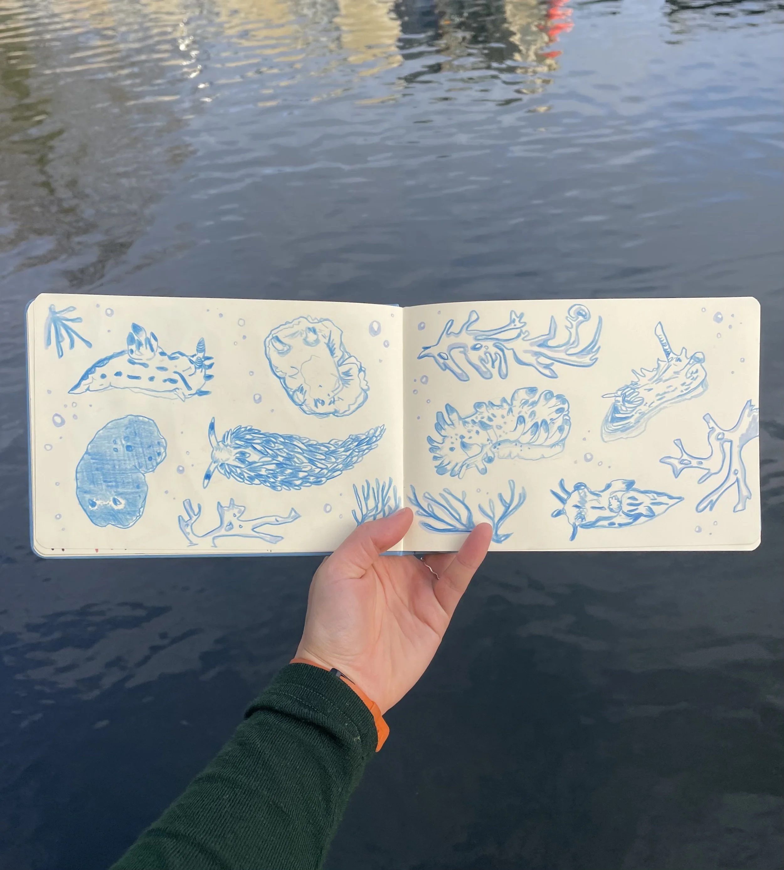 Nudibranch sketchbook spread