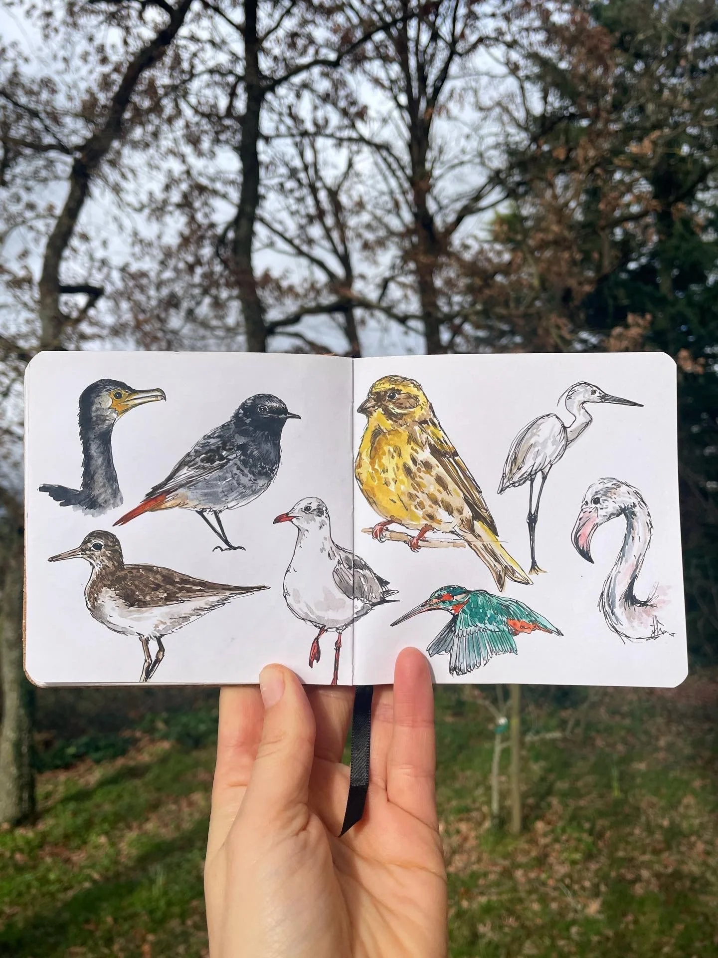 Bird sketchbook spread