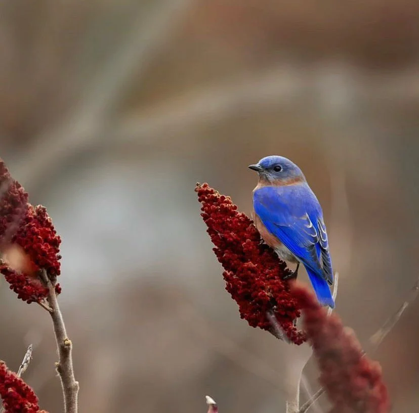 Ruthven Park National Historic Site