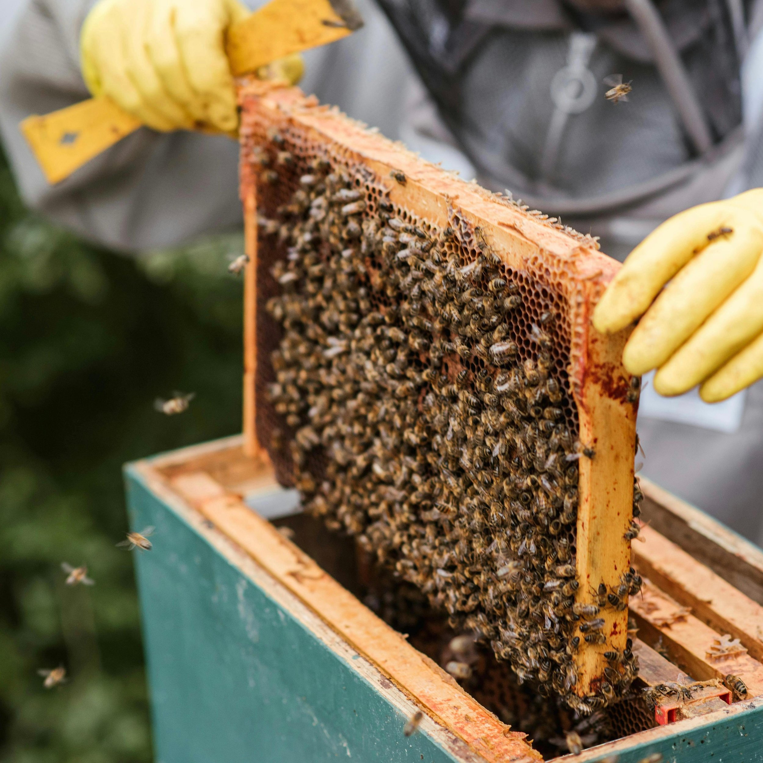FOR THE BIRDS FESTIVAL
Saturday, May 11th 2024
9am - 3pm
THIRD PRESENTER: @charliebeehoney 
1pm
We are talking about birds and bees at this years For the Birds Festival! Learn about the amazing world of beekeeping with Charlie Bee Honey! We will be h