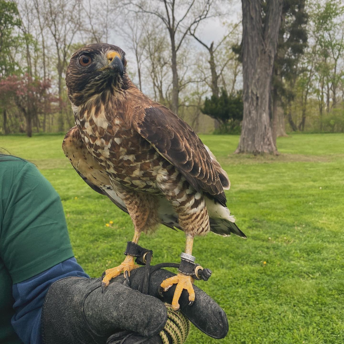 Thank you to everyone who participated in Ruthven Park&rsquo;s For the Birds Festival! We had a fun filled day of hikes, rooftop birdwatching, delicious food from @shellysfamilydining , banding demonstrations, Raptor shows with @wild_ontario and more