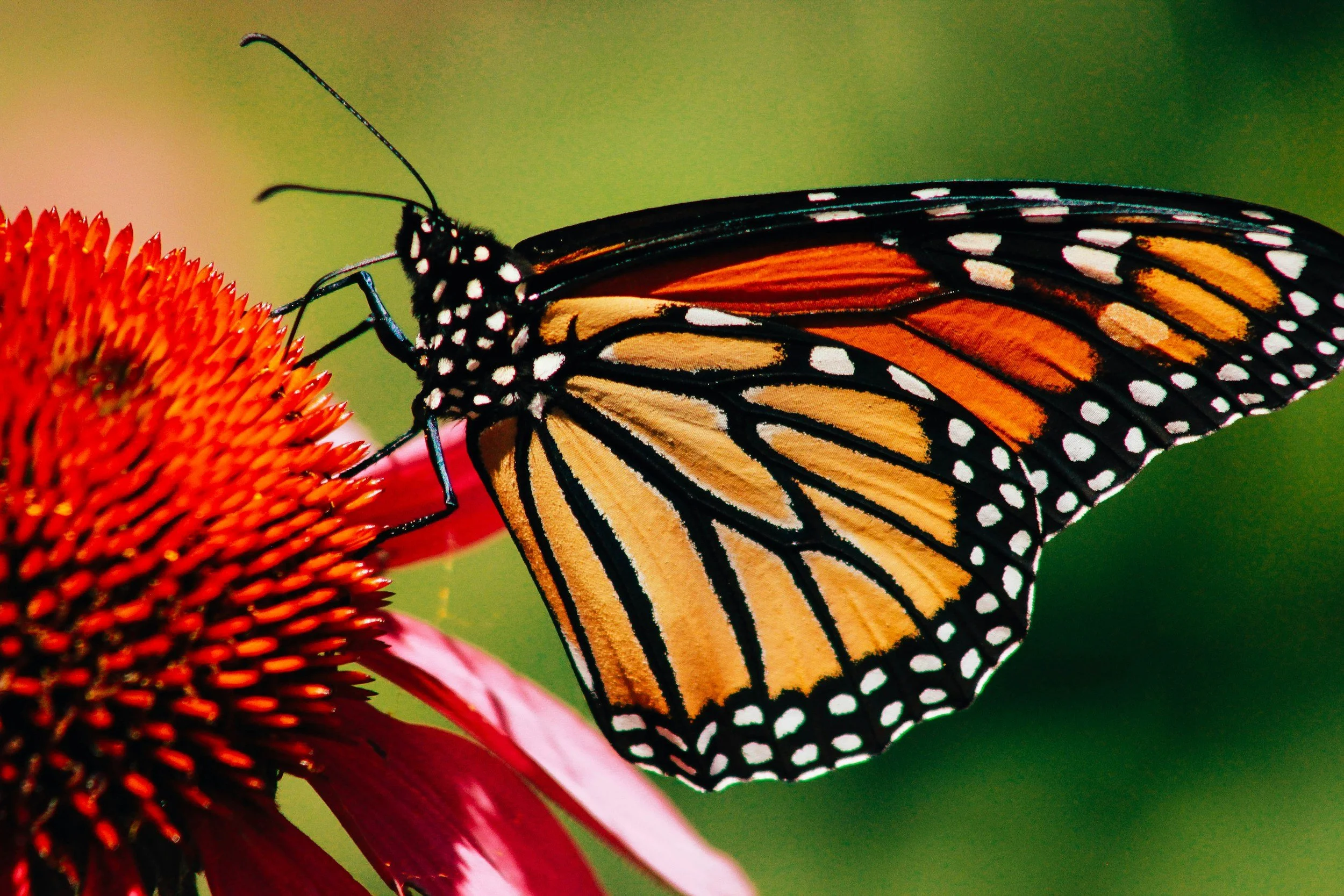 Monarch butterfly on coneflower