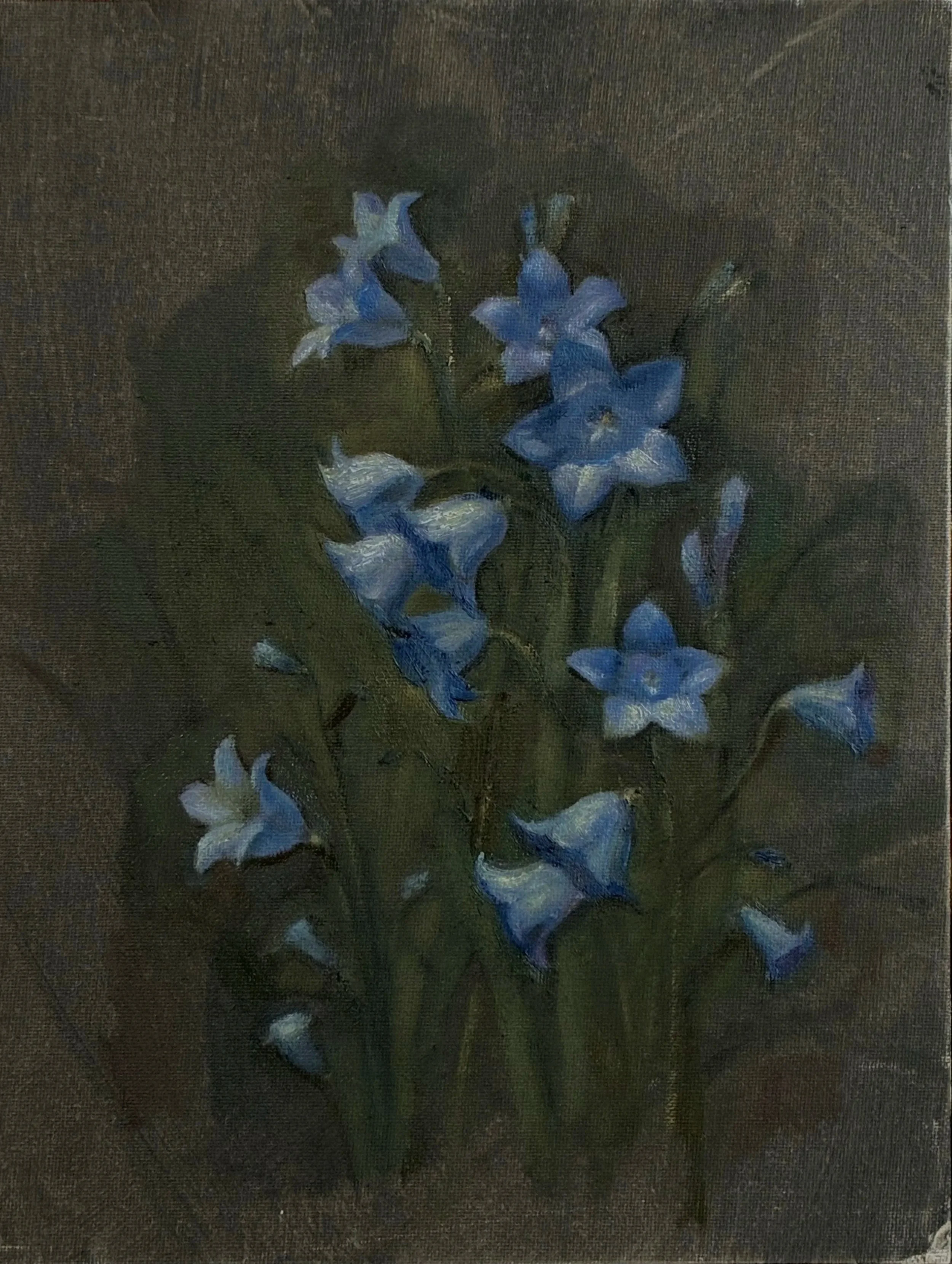 'Blue Bells Sweet Song'
9x12 inch    Oil paint on canvas board
400$