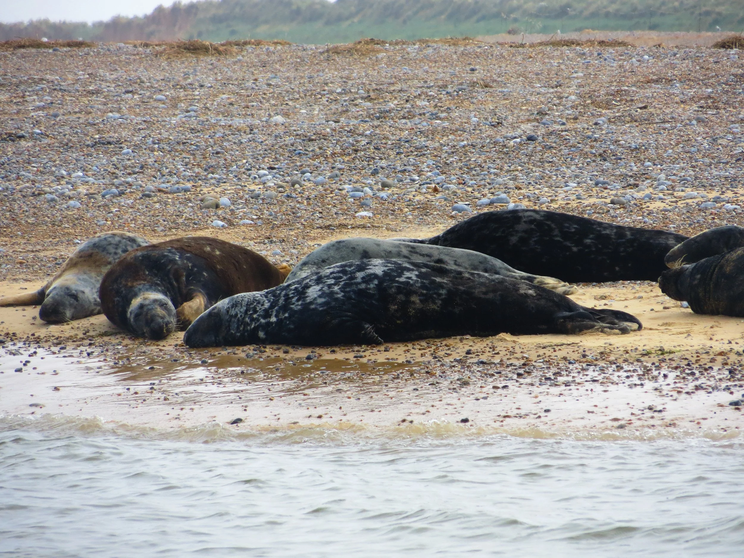 Seals at Blakeney
