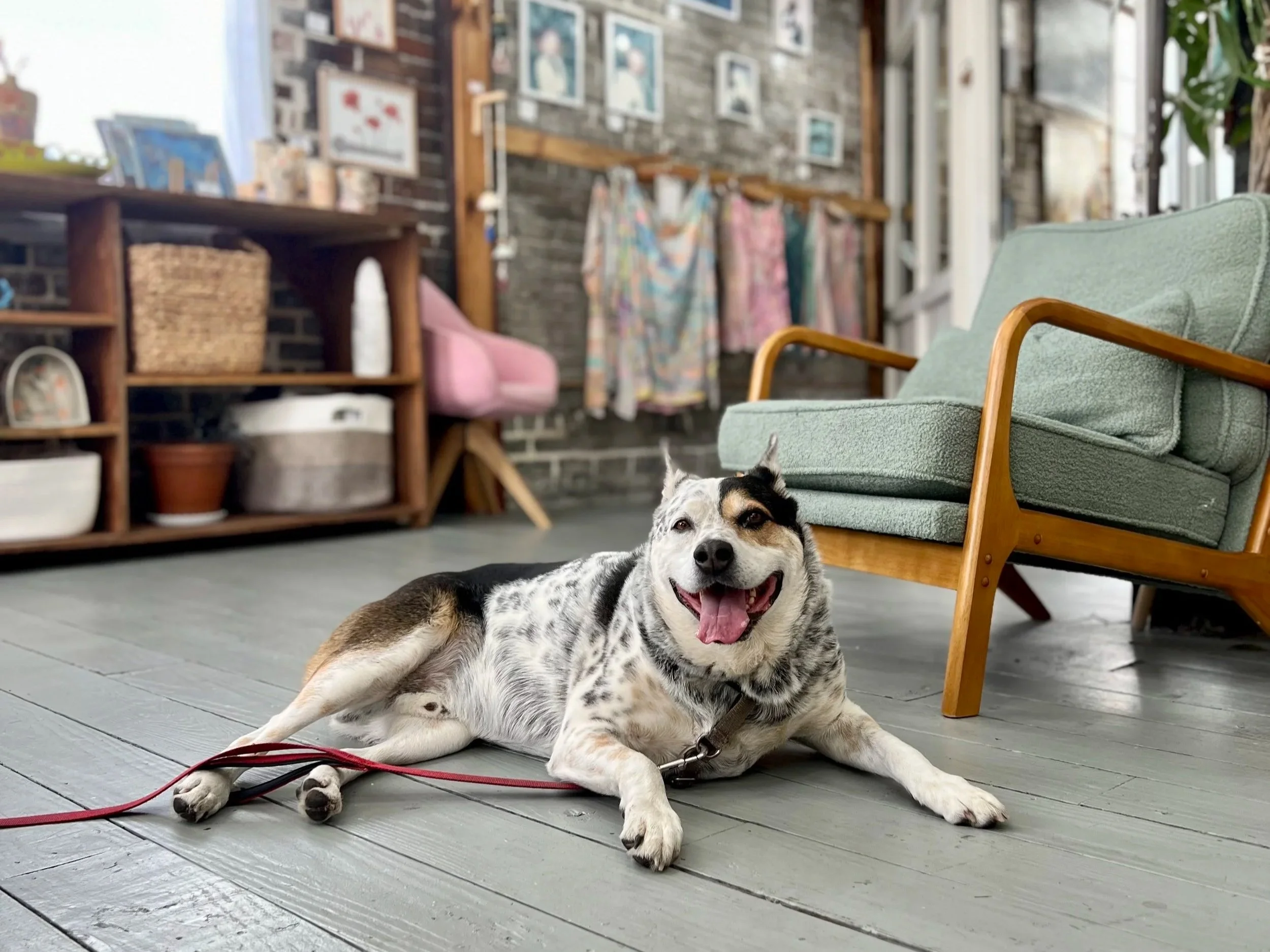 A blue heeler laying down in a savannah georgia art gallery in City Market
