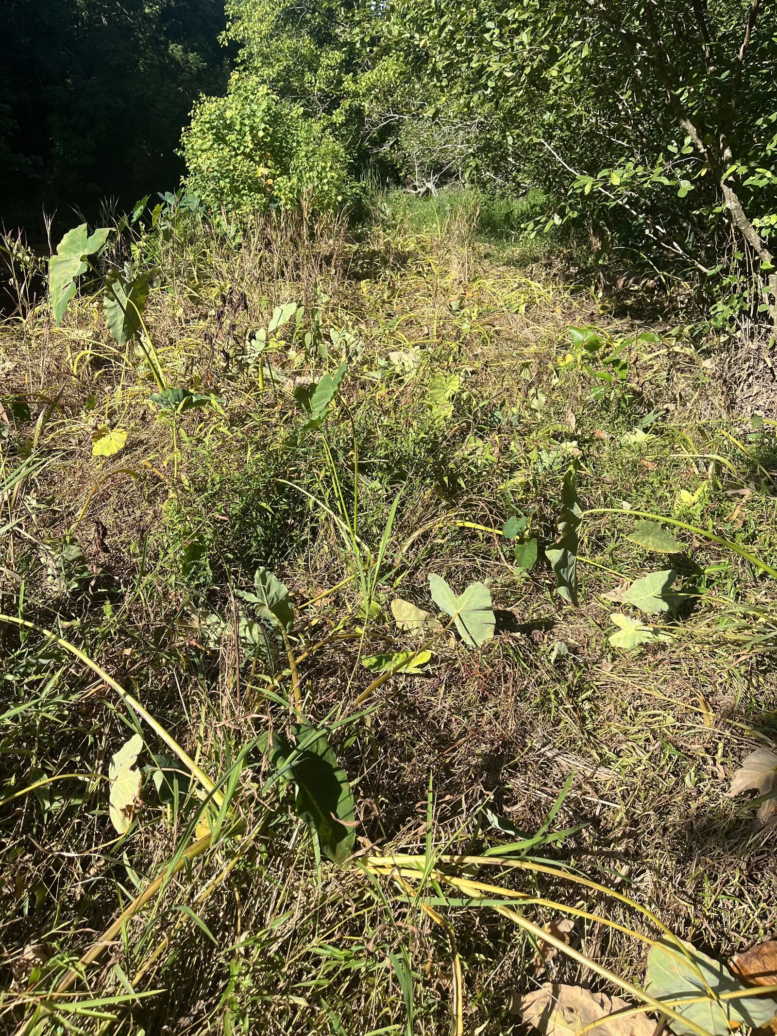 Invasive Plant Volunteer Work Day