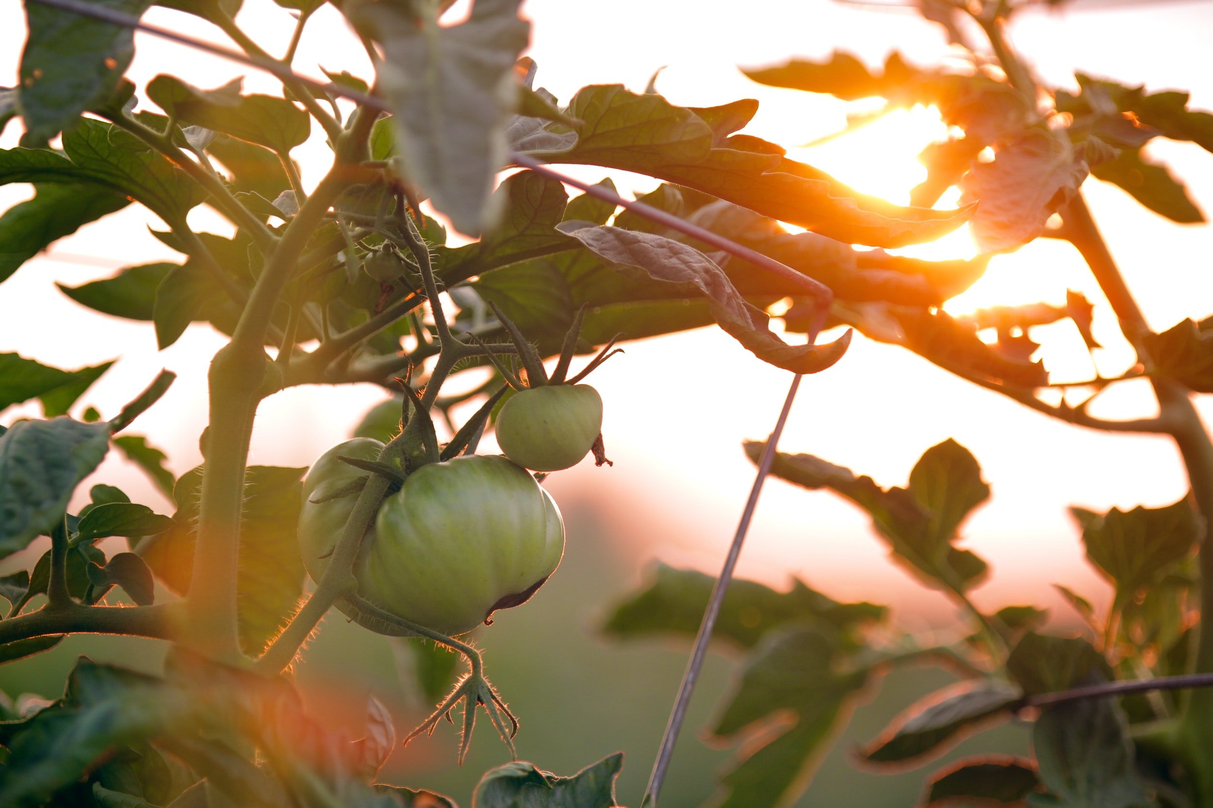 Food Is A Gift From The Earth