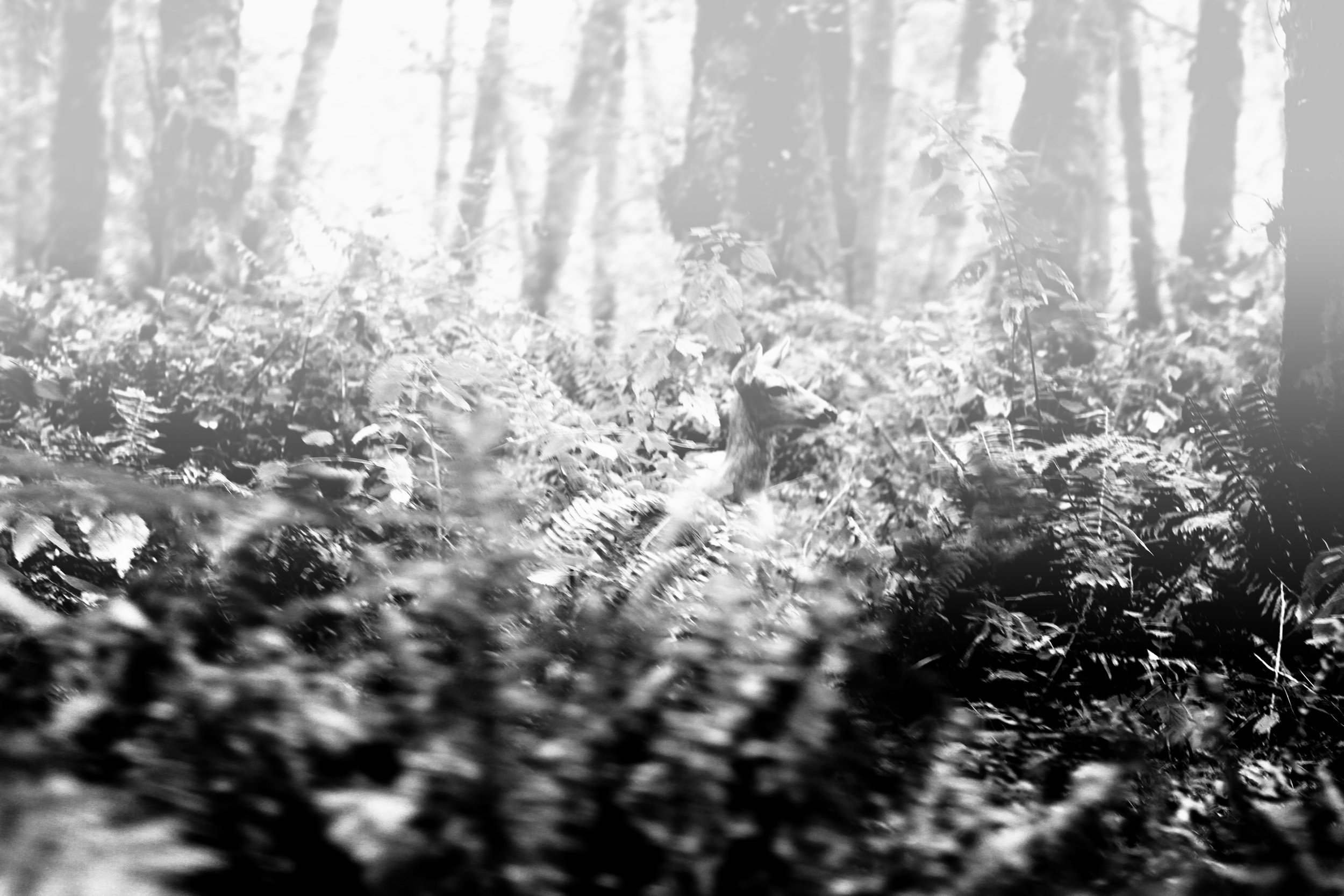 Hidden | Deer
