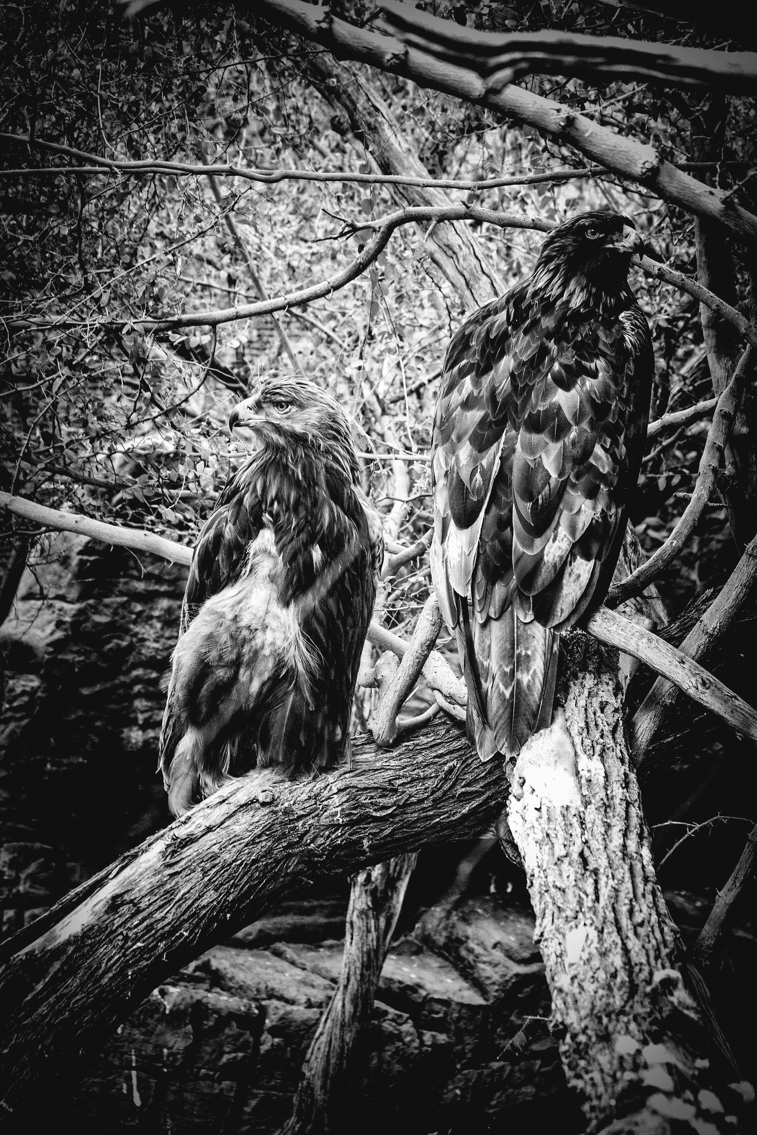 Golden Eagles 01: