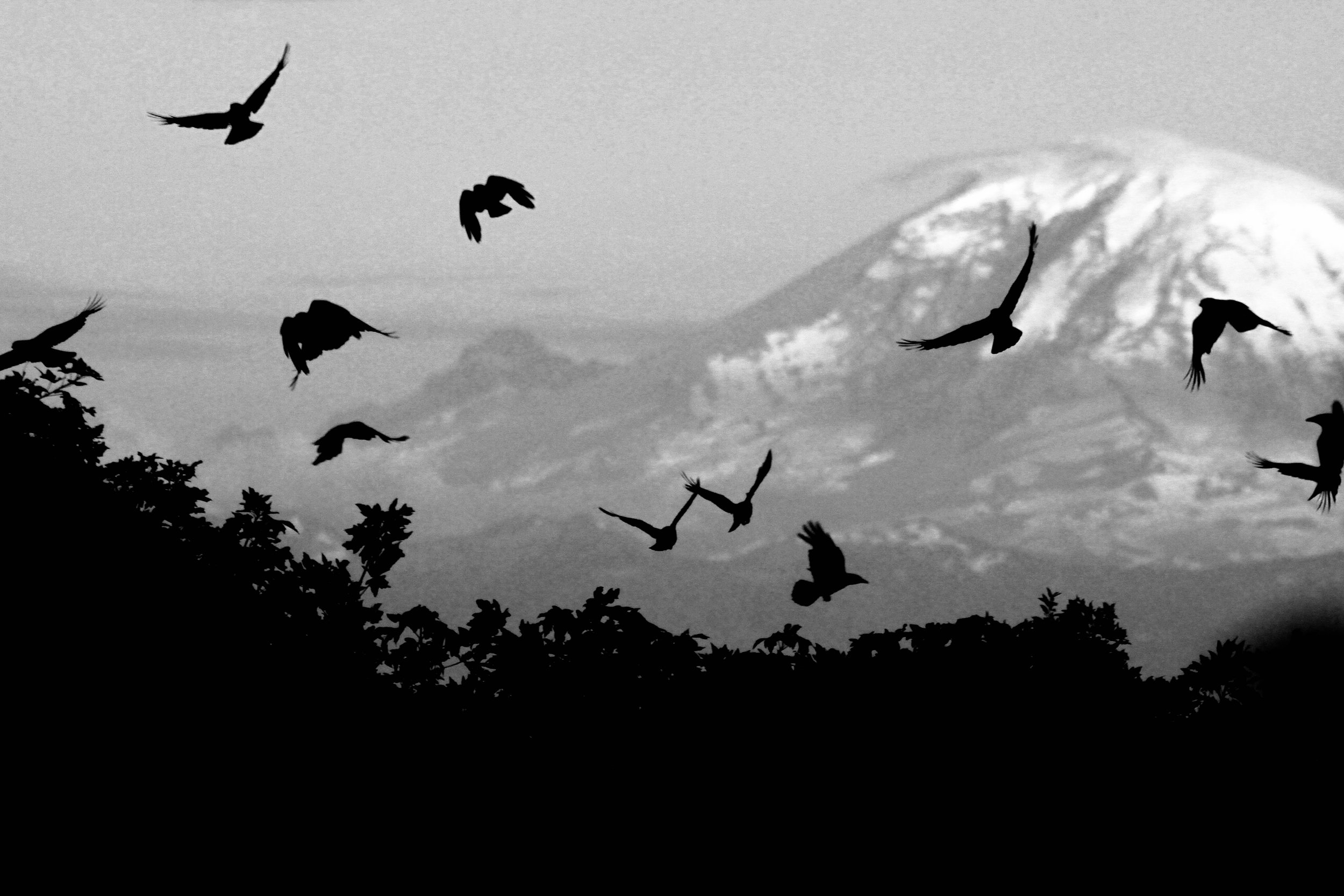 Murder of Crows 02 