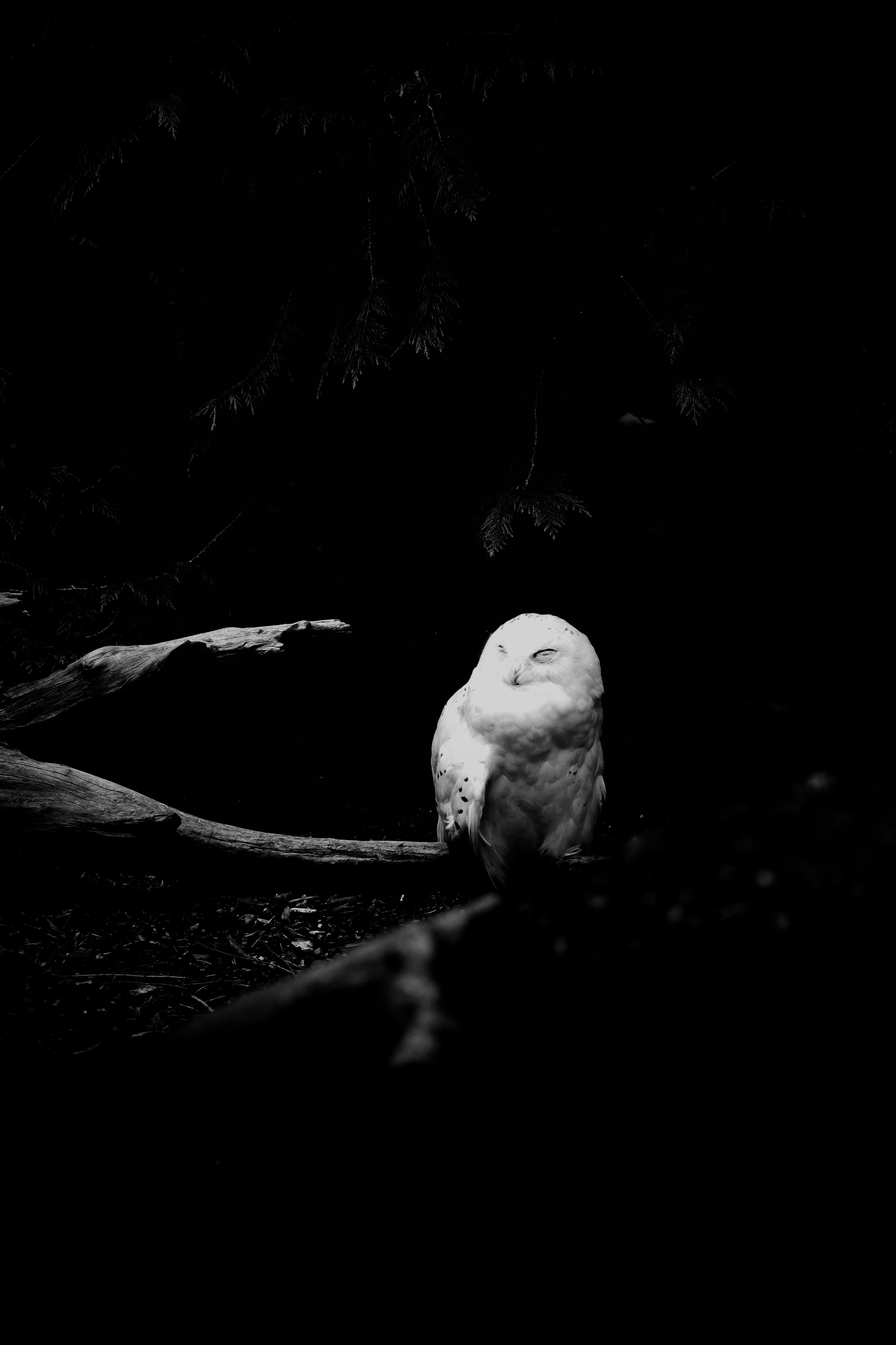 Snow Owl 01 