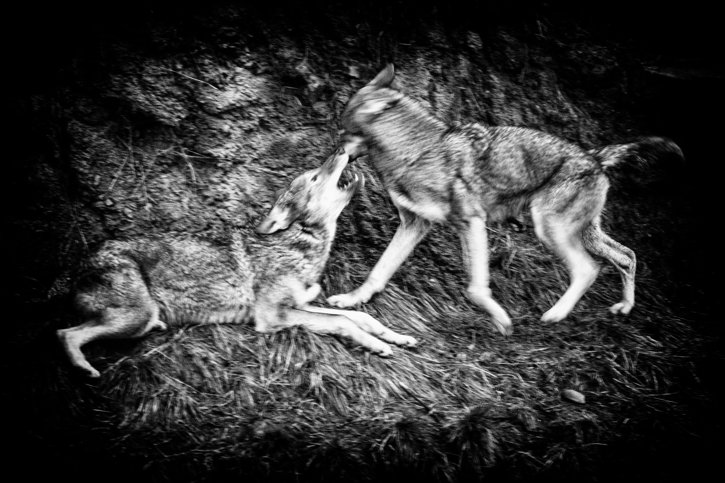 163 Red Wolves PDZ MPM.jpg