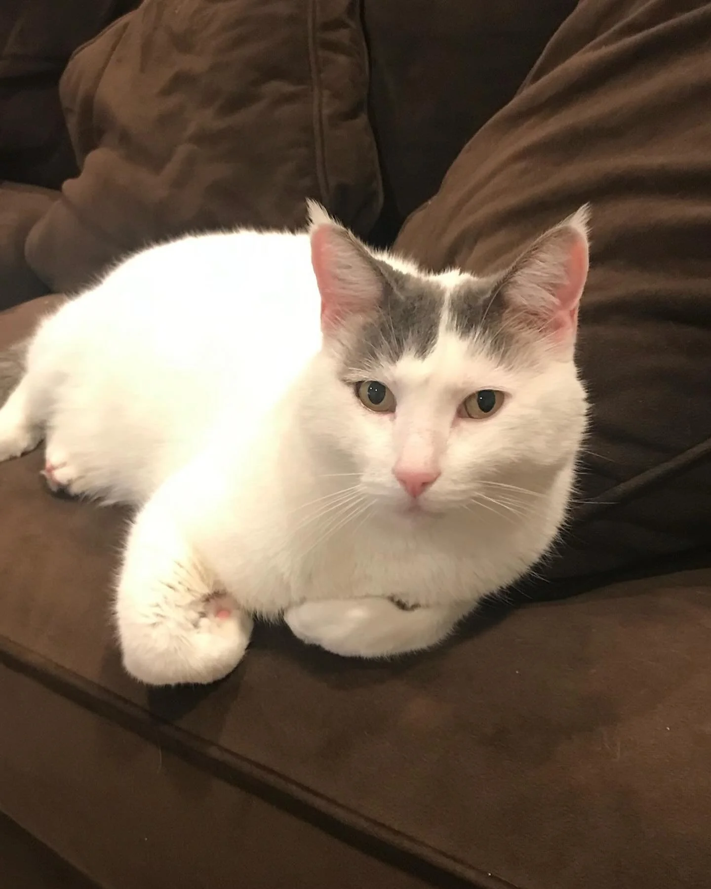 Rest in peace, little man. Over a decade ago, this handsome guy decided that we were going to be his family, and who were we to argue? 
I&rsquo;ll forever feel lucky that you were in our lives, you happy, bouncy guy. My heart is broken in a million p