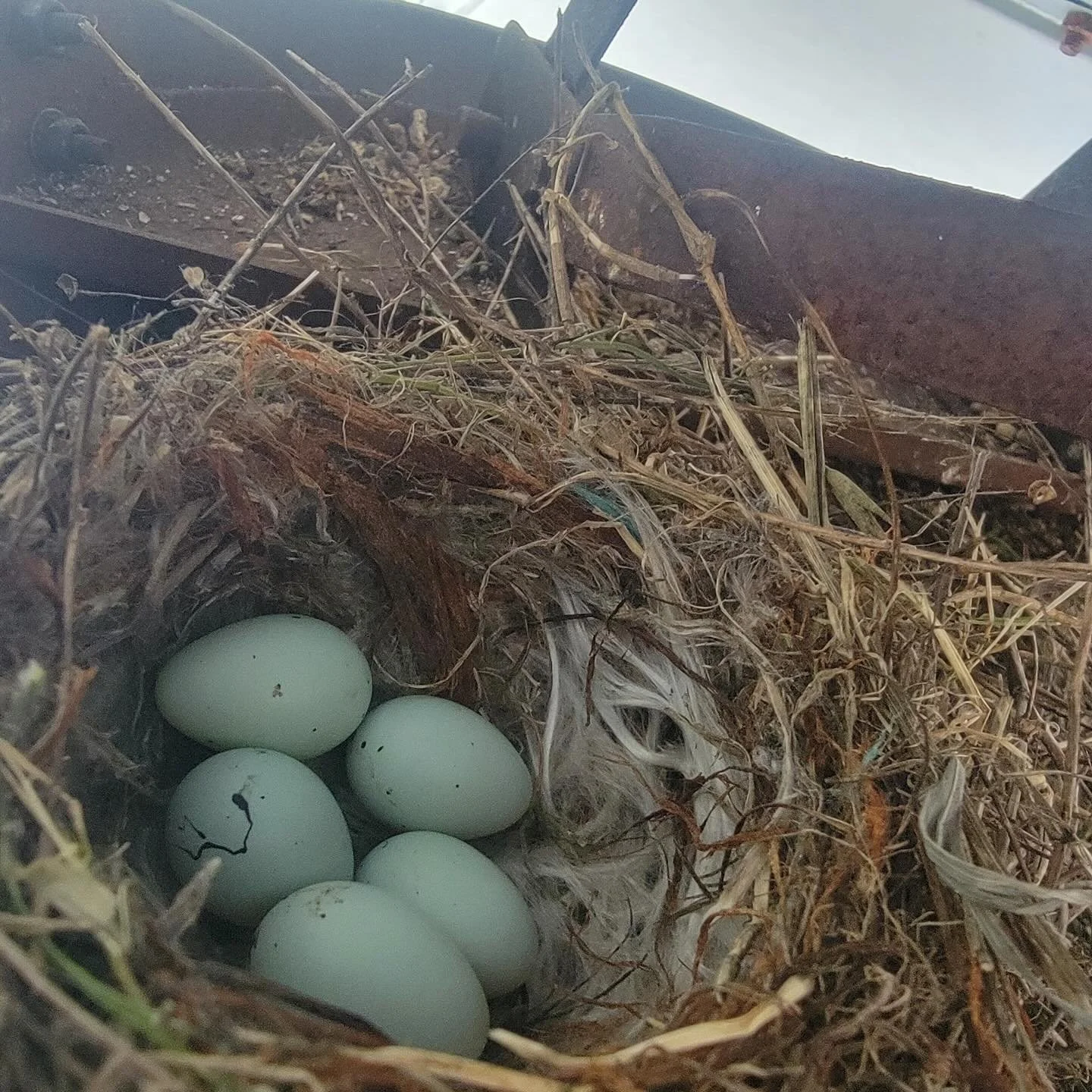 Just had surgery on my broken foot and staring at 6 weeks of recovery. Was feeling a bit deflated but then my husband snapped this photo in our backyard of a finch&rsquo;s nest. 
Watching these little ones as they progress (along with some great bott