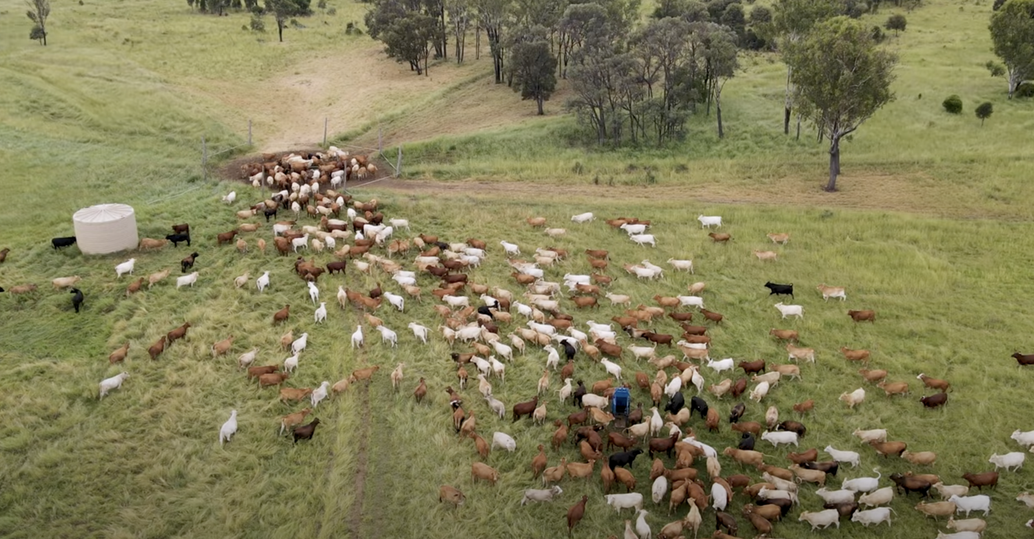 Why Simpler Data Means Smarter Decisions at Mactaggart Pastoral