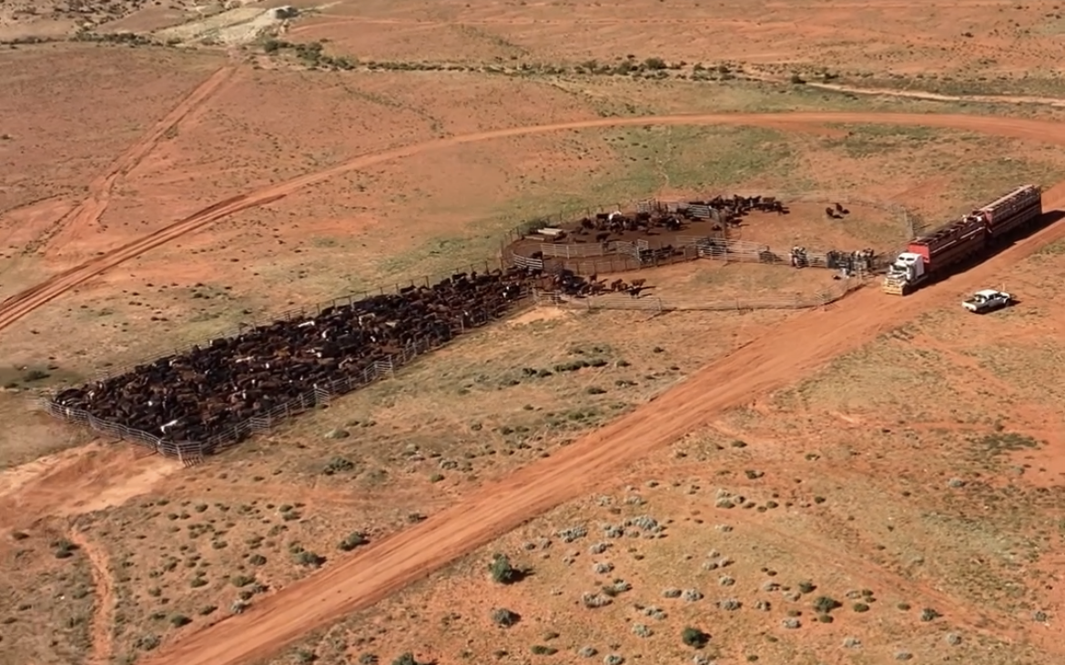 Making On-Farm Data Work at Crown Point Pastoral