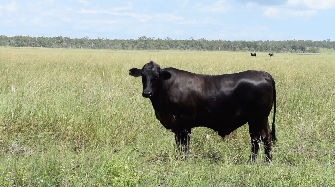 When Data Tells the Full Story at Toorilla