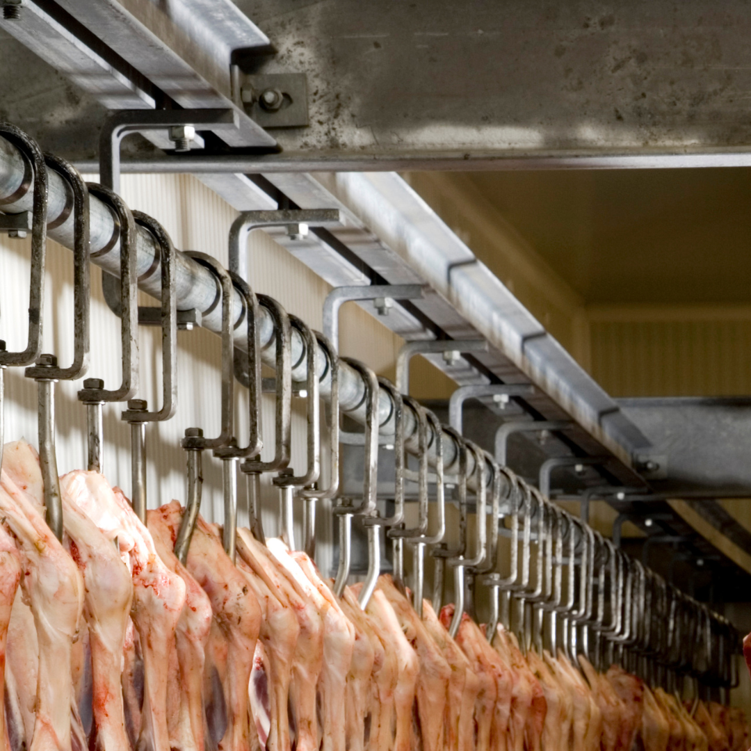 Black Box interprets data to improve carcase performance — Black Box Co