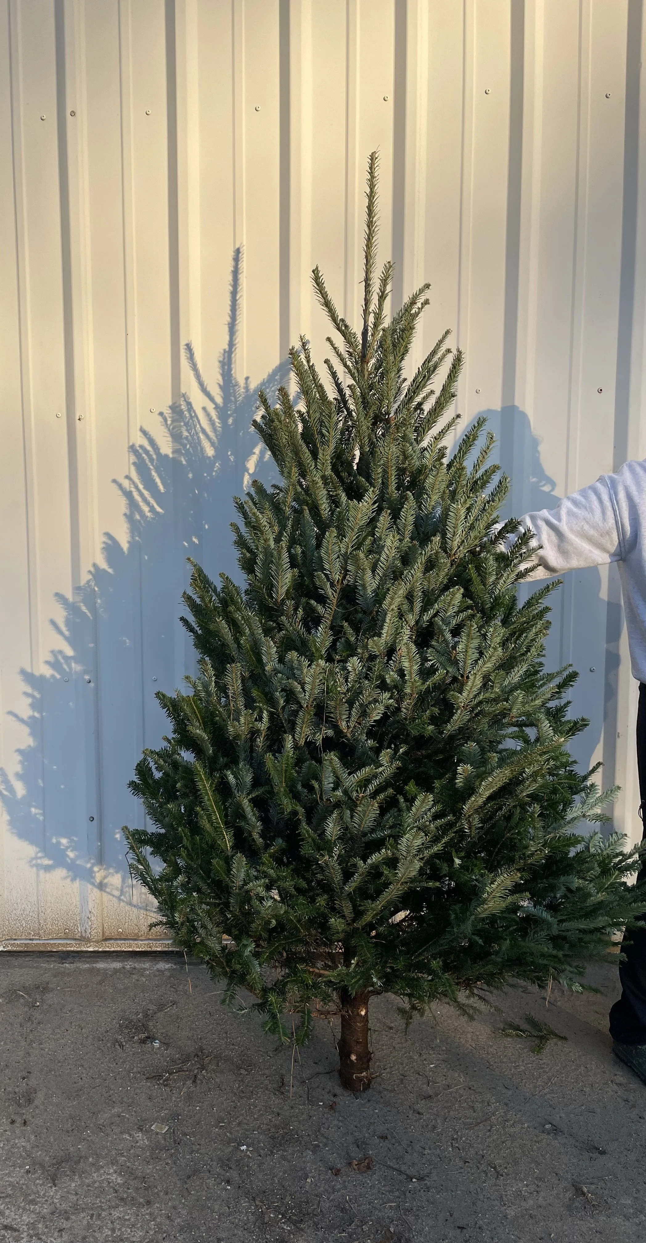 Fresh Cut Christmas tree pre-orders