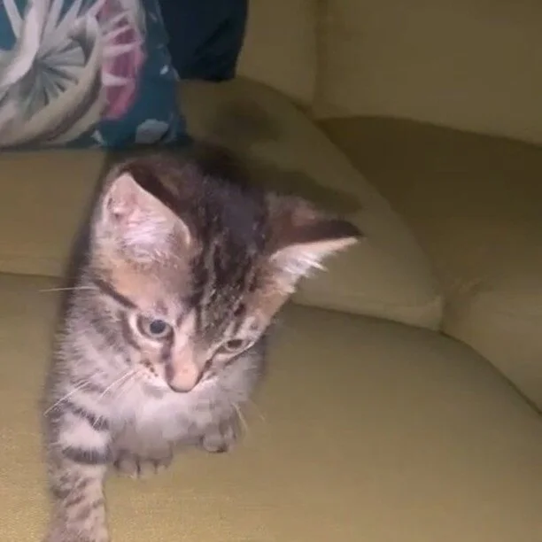 One minute he's all teeth and the next minute he's sound asleep. Our little tabby trooper Truman is getting a little bit nippy as he learns how to kitten.

Working out what his teeth and claws can do is all part of the learning process. Truman had be