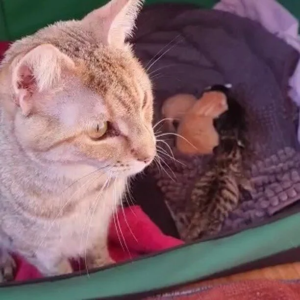 Our new mumma Nimpy has taken to motherhood like a natural - she loves her little beans with all her heart.

Because her kittens are just three days old it can be a little tricky telling their sex however we have one confirmed ginger girl and two boy