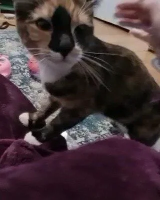 I'M AVAILABLE! Aria is a very social cat who is confident and loving. With her striking features Aria is a real standout. 

This girl adores affection, she is smart and engaging and she loves everyone equally &ndash; as long as they give her attentio