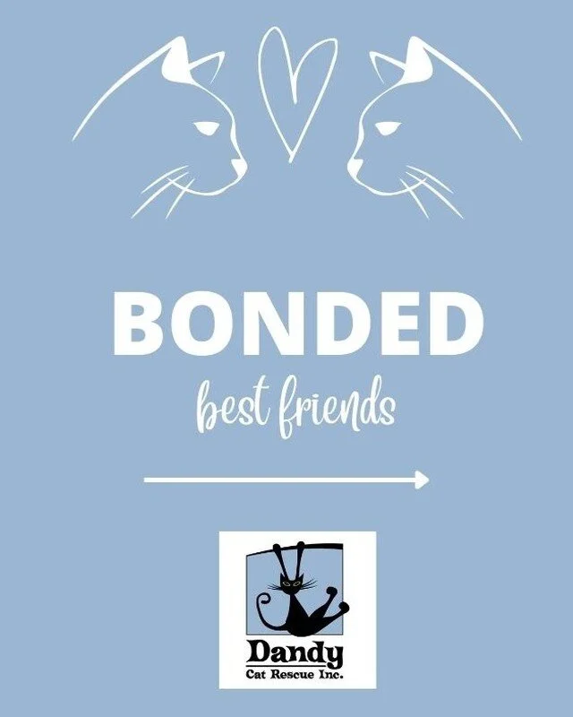 If you are looking for kitties who are happy to be left to their own devices, who won&rsquo;t get under your feet or be demanding or needy, Lou Lou &amp; Lemon will tick most of your boxes. ✅

🐾 To find out more about this bonded pair follow the lin