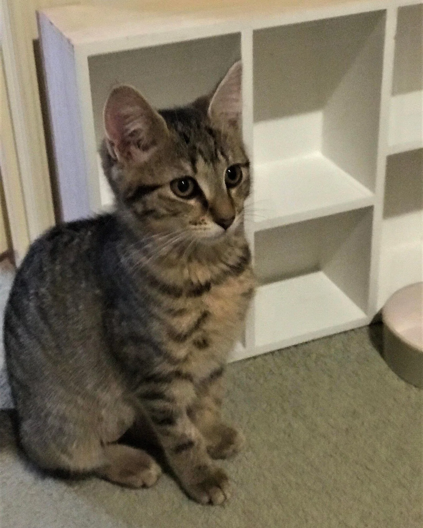 I'M AVAILABLE! There are some kittens who are confident, playful, super affectionate and in-your-face cute. And then there are the shy ones, the ones who are a little more fearful and the ones who shun the limelight. 

These are the ones who need you