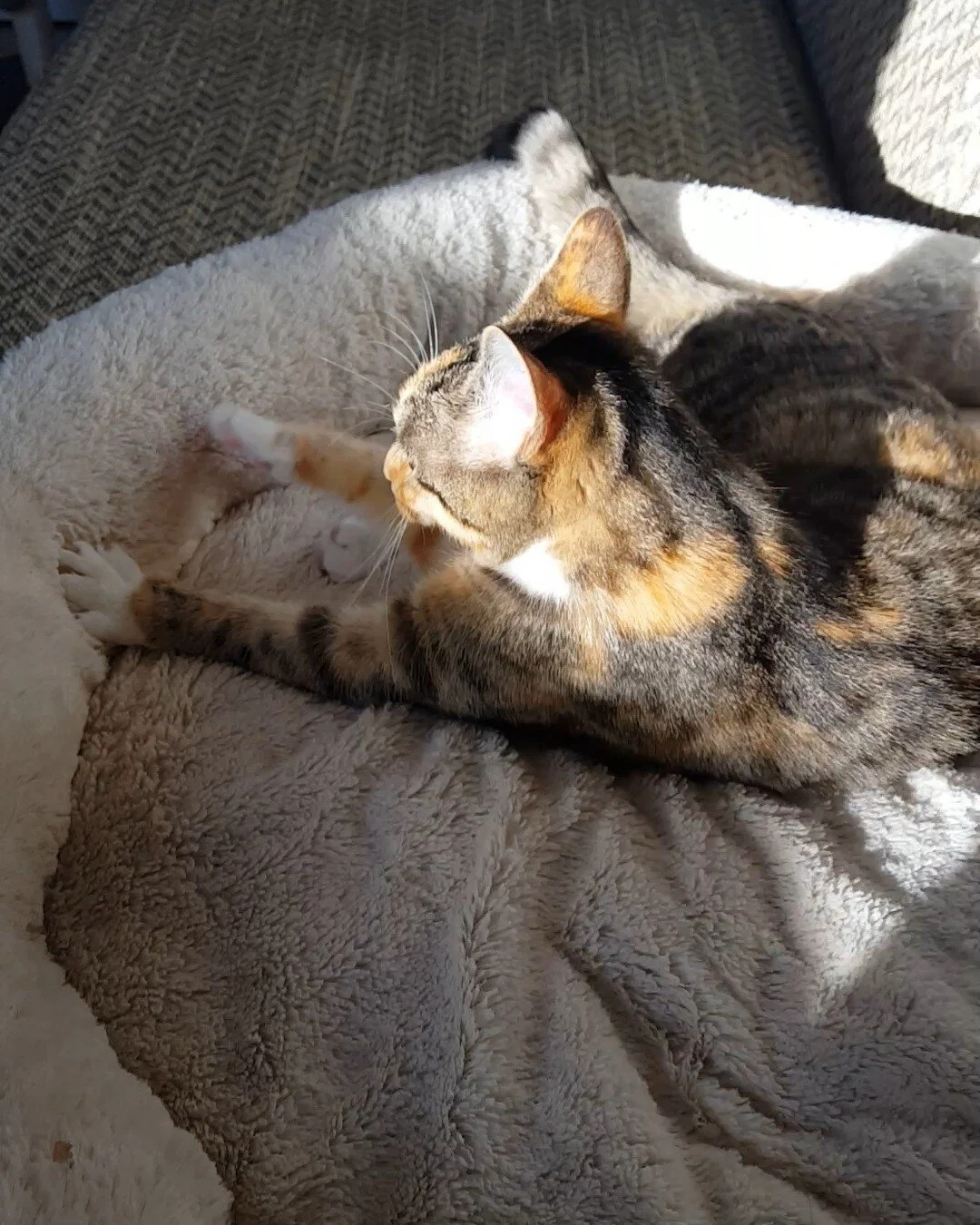 ☀️ One of the great joys of rescuing cats and kittens is to watch them really enjoy themselves, and be relaxed and happy. 

For some of them it is the first time they've been able to do this. 

Since coming into our care, our shy girl Mini has starte