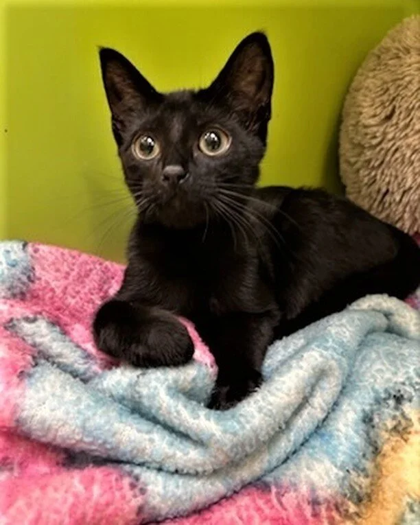 Late yesterday we took on some stellar kittens who have been given @starwars names by their foster carers - please give a warm galactic greeting to Luke &amp; Leia!

This brother and sister duo are about four months old and are quite wary of people, 