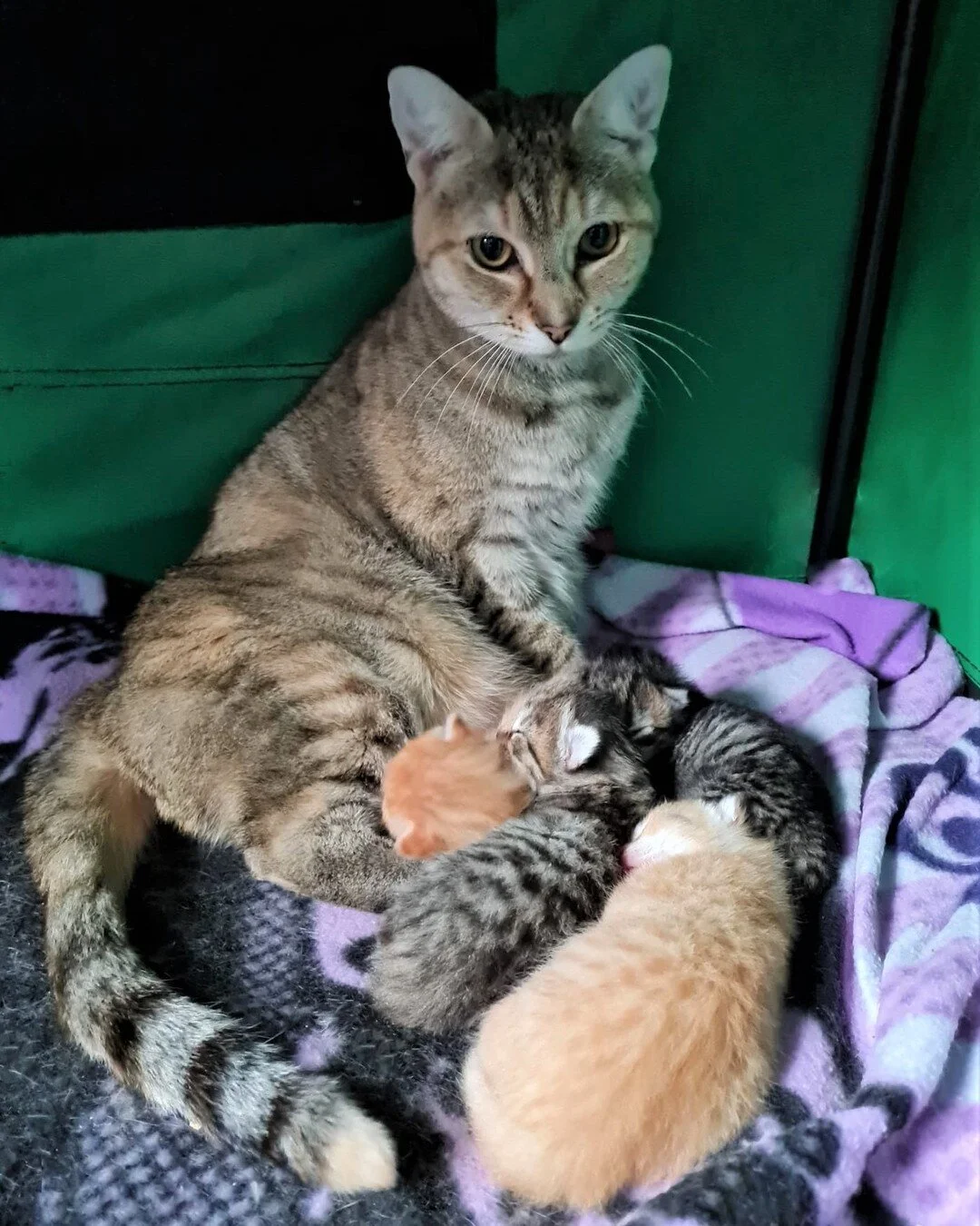 UPDATE: Although her babies are not doing much apart from eating and sleeping, Nimpy is loving being a new mum. She dotes on her little babes at every opportunity.

It's been more than a week since Nimpy had her little fur children Katana, Morris, Me