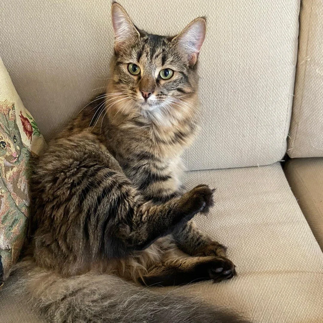 Gertrude would like you to take a moment to admire her and her extraordinarily huge fluffy tail.

She wants you to know that a lot of work goes into keeping her tail in tip top condition, and that you are welcome to leave her as many compliments as y