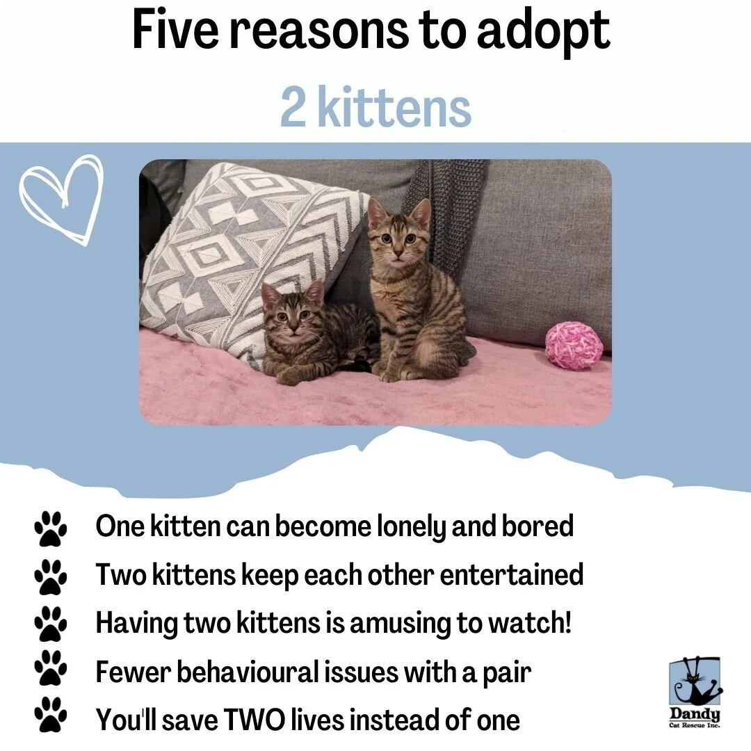 WE'RE AVAILABLE! If you needed any more reasons to consider adopting our bonded sisters LouLou &amp; Lemon, here they are...

These girls are the ultimate in low maintenance kitties; they will do all of the playing and amusing themselves and you are 