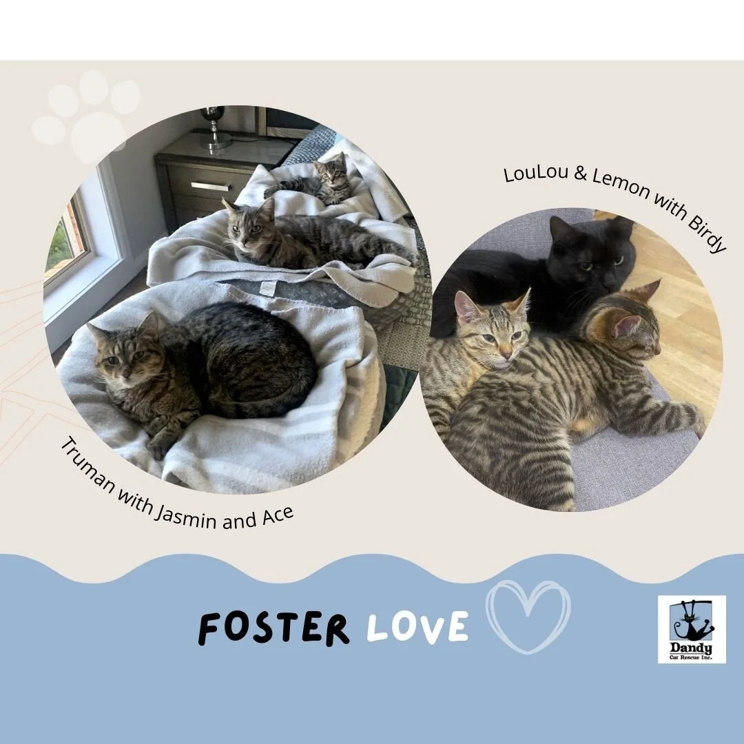 They say it takes a village to raise a child. In cat rescue, that means sometimes our foster carers' own cats step in to help out parenting our foster kittens who have no mumma of their own. 

And the parenting role is not just the domain of female o