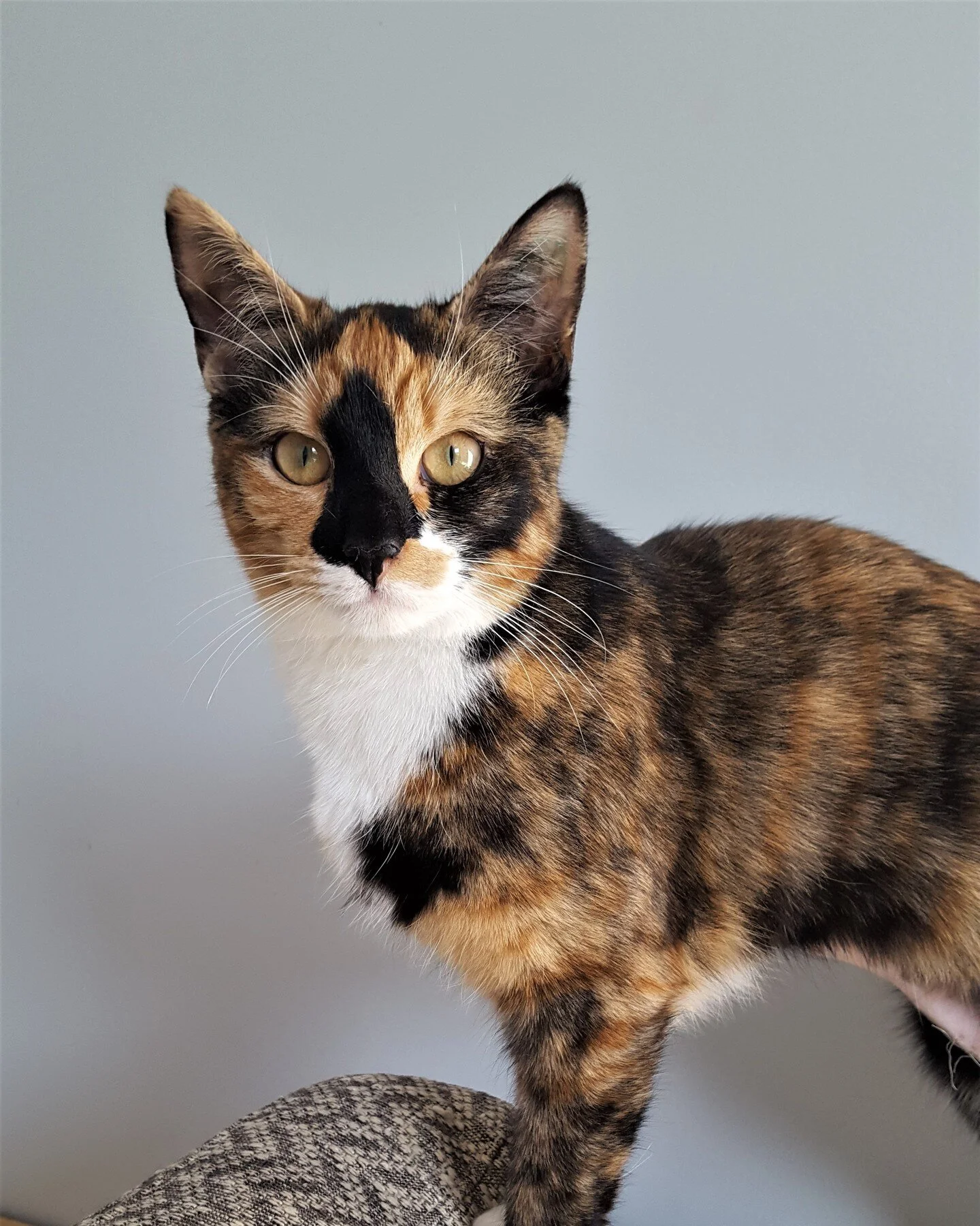 I'M ADOPTED! Today we are sharing some wonderful news about Aria - she has found her forever home. This gorgeous girl has gone to live in a wonderful home in the country! 🧡🤎🖤🤍

Aria's new people fell in love with her distinctive looks initially, 