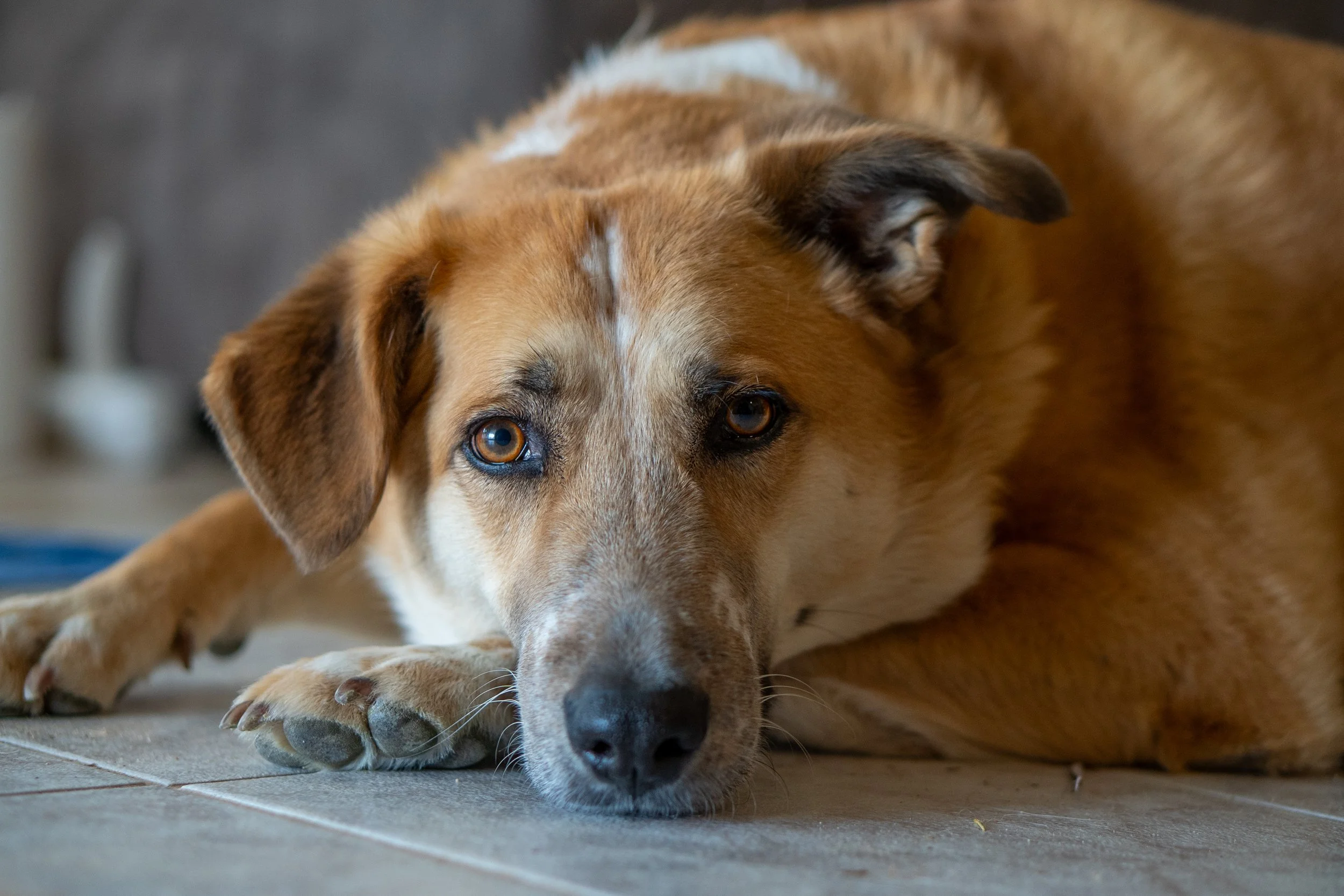 Raw Doggo, DSC05238 - 1.jpg