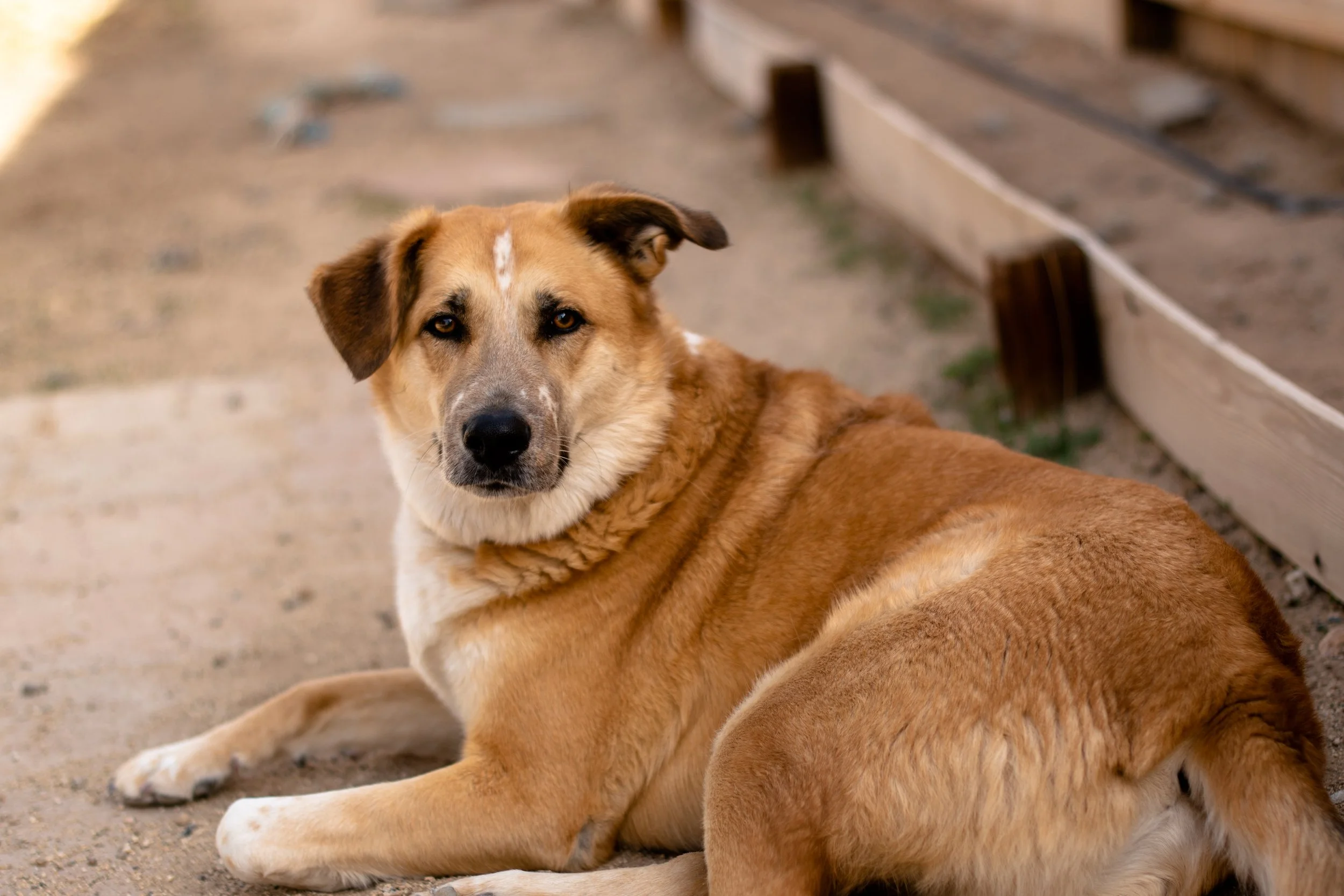 Raw Doggo, _DSC5021 - 1.jpg