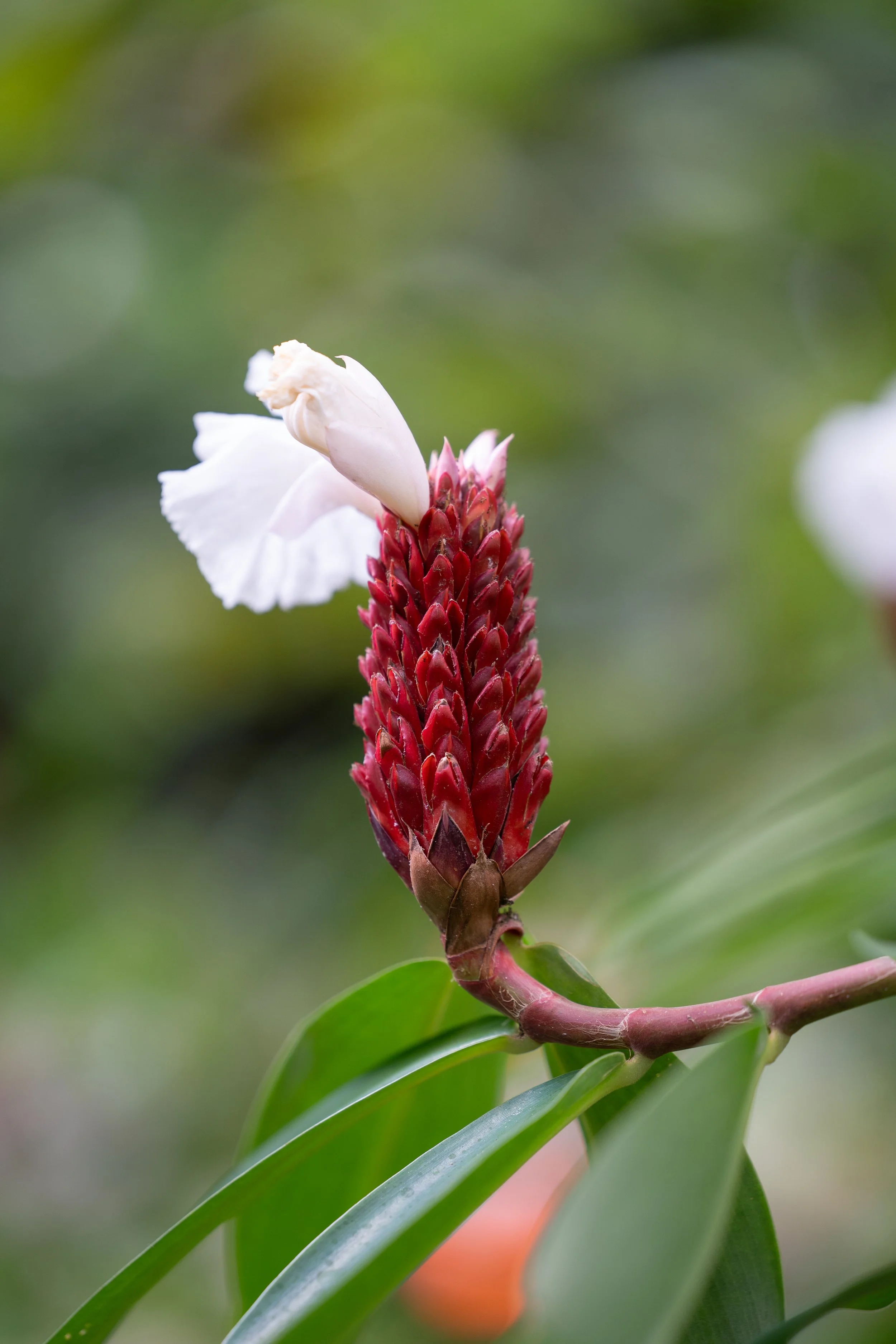 Raw Trips, DSC09003 - 1.jpg