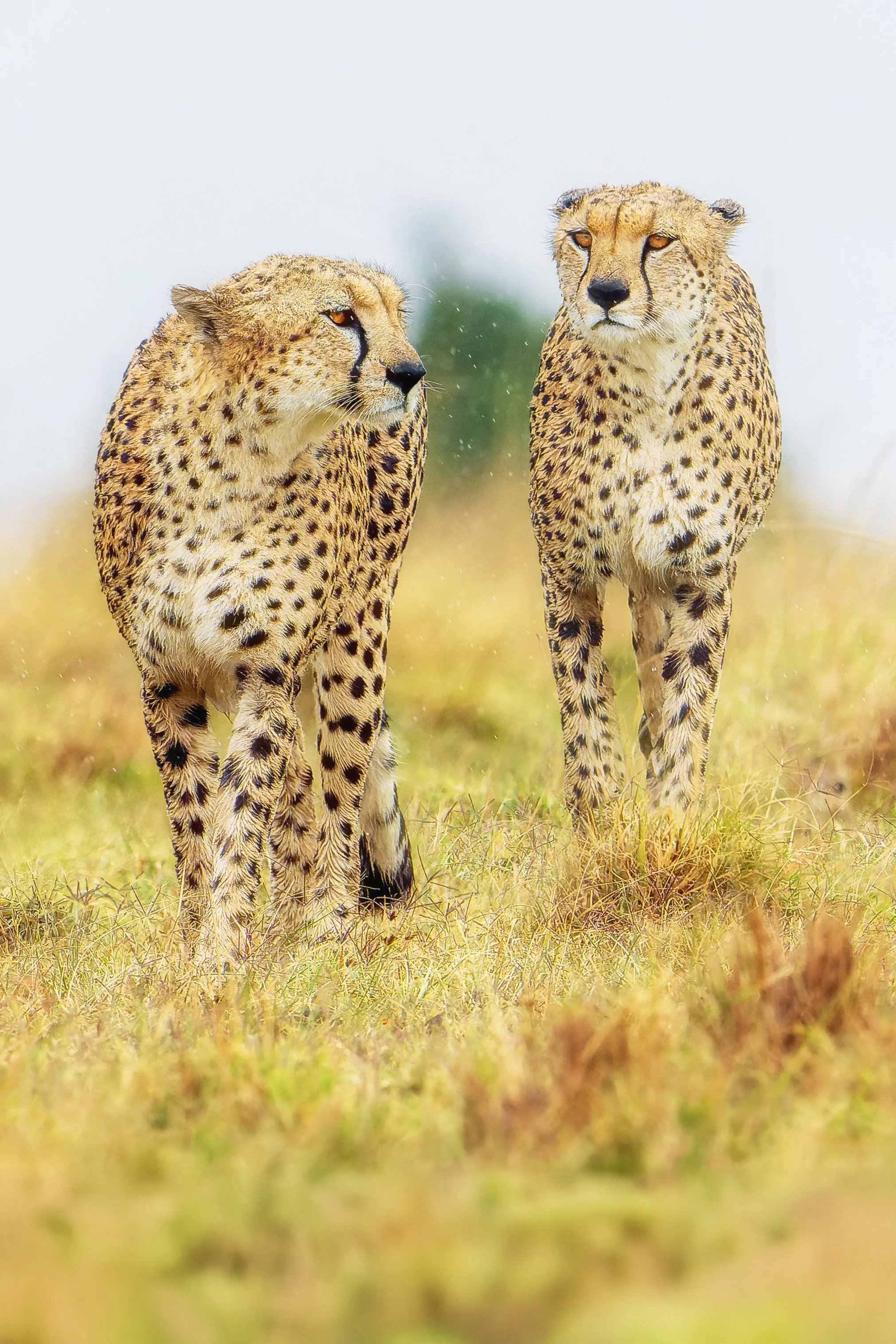 5May REVISED_Vertical_812.jpg