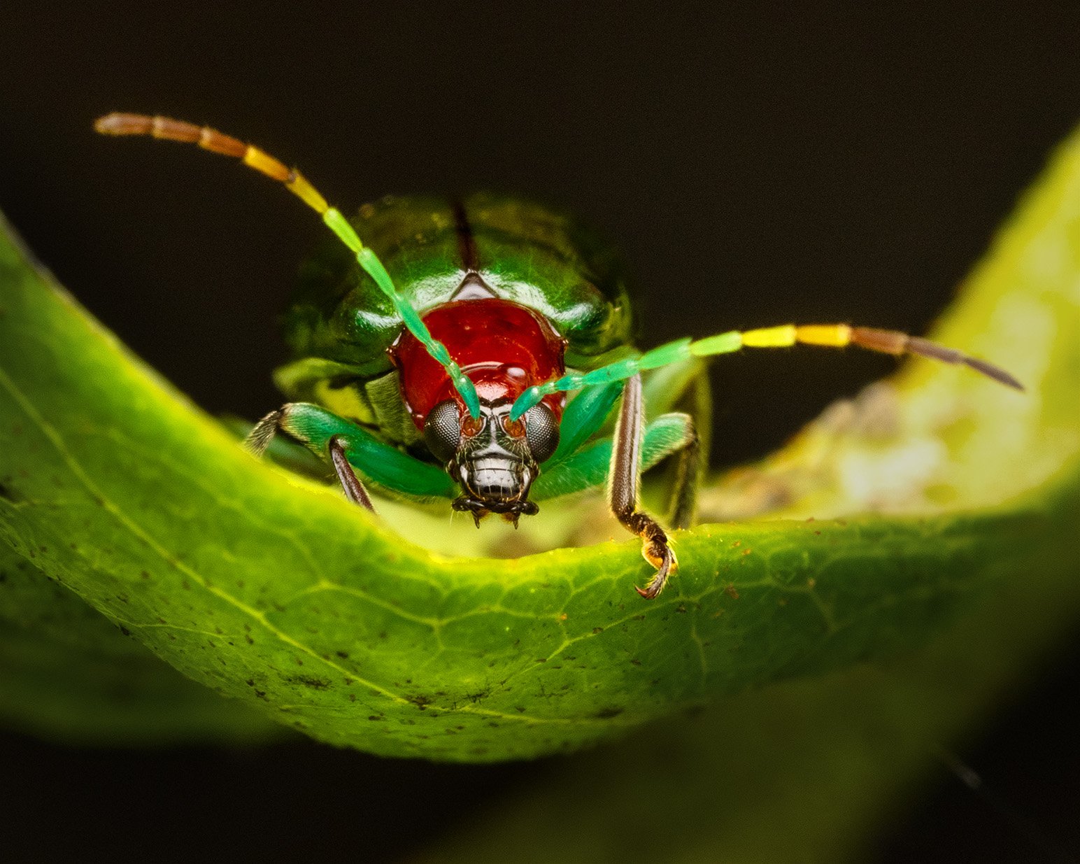 A2B00082e_stack_cropped_final copys.jpg