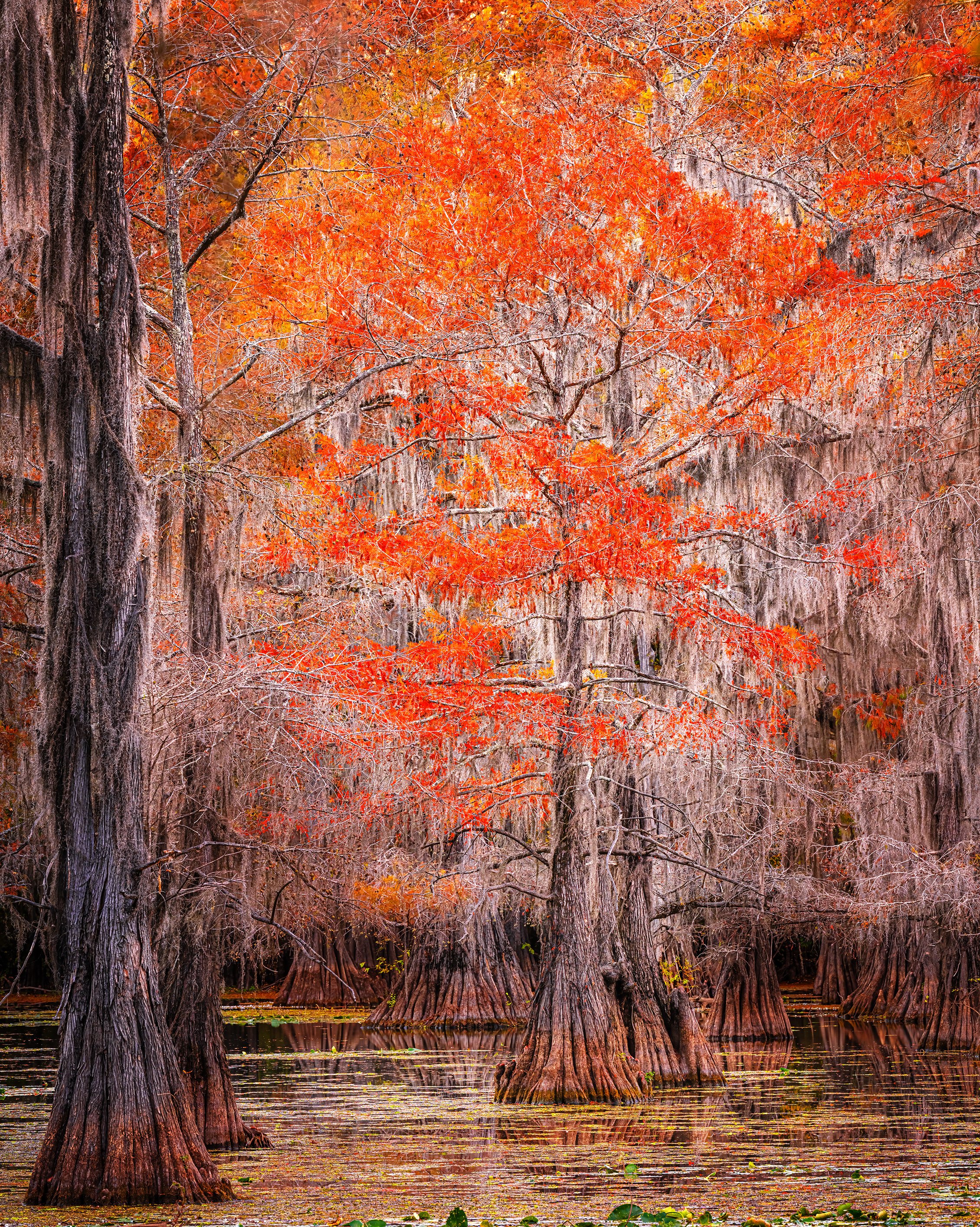Caddo Lake_s.jpg
