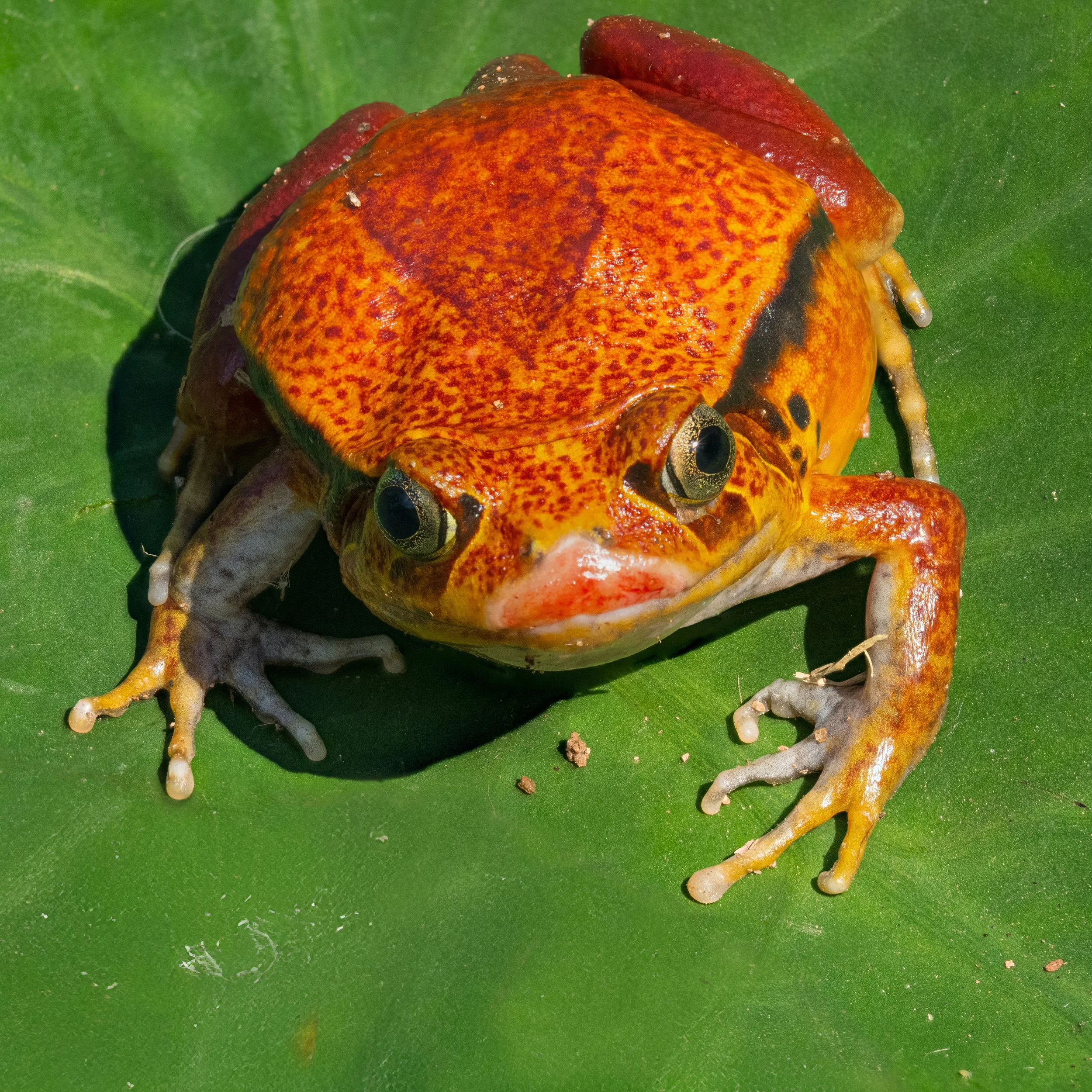 2026-12-30-08.34.10 ZS retoucheds.jpg