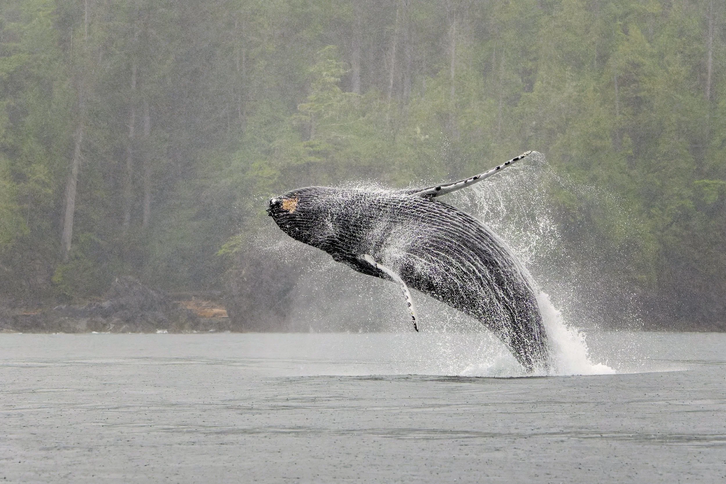 A1A07839-ARW_DxO_DeepPRIME no sharp_e_812b.jpg